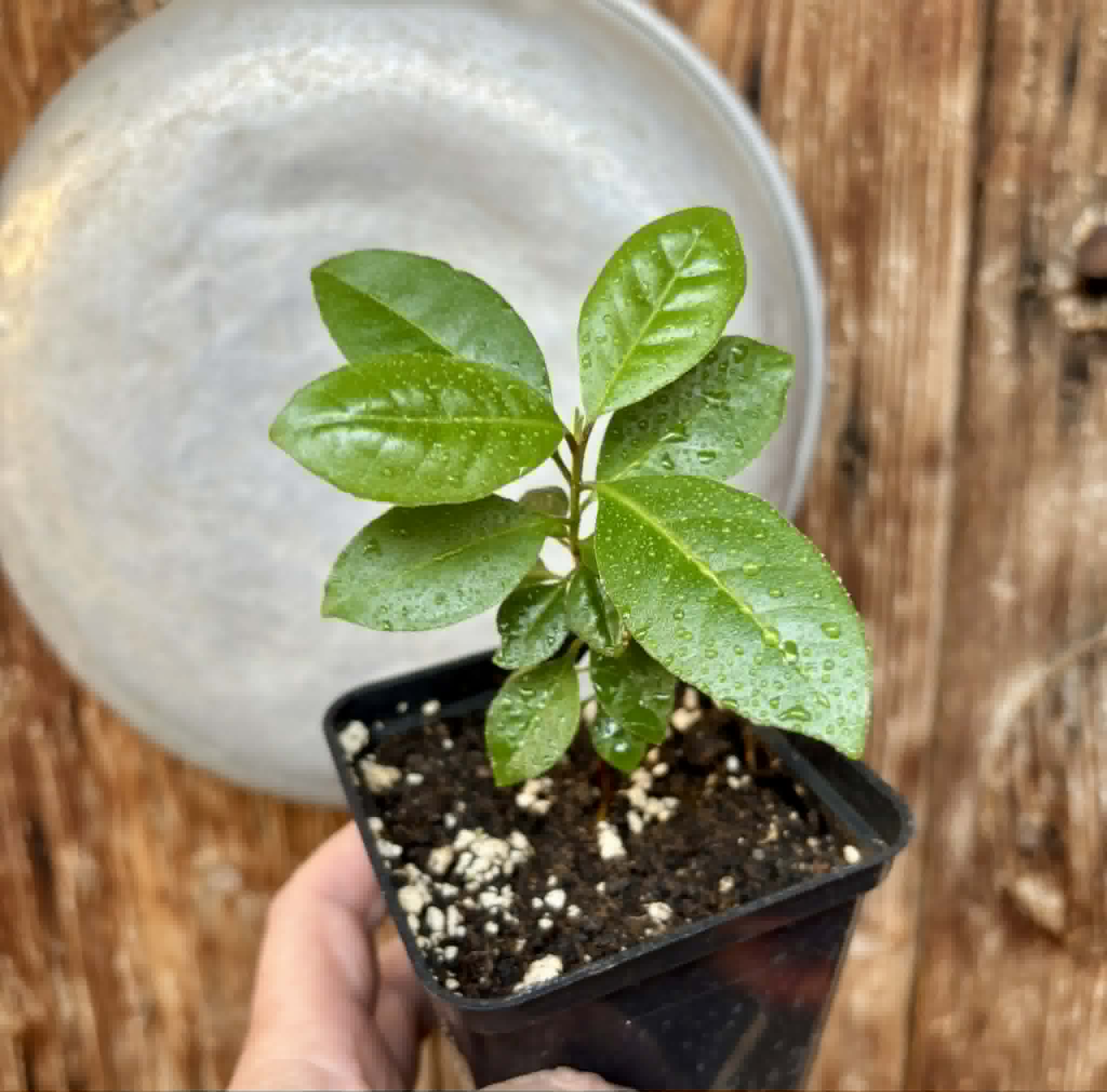 Psidium sp Cassio - 1 potted seedling / 1 getopfter Sämling