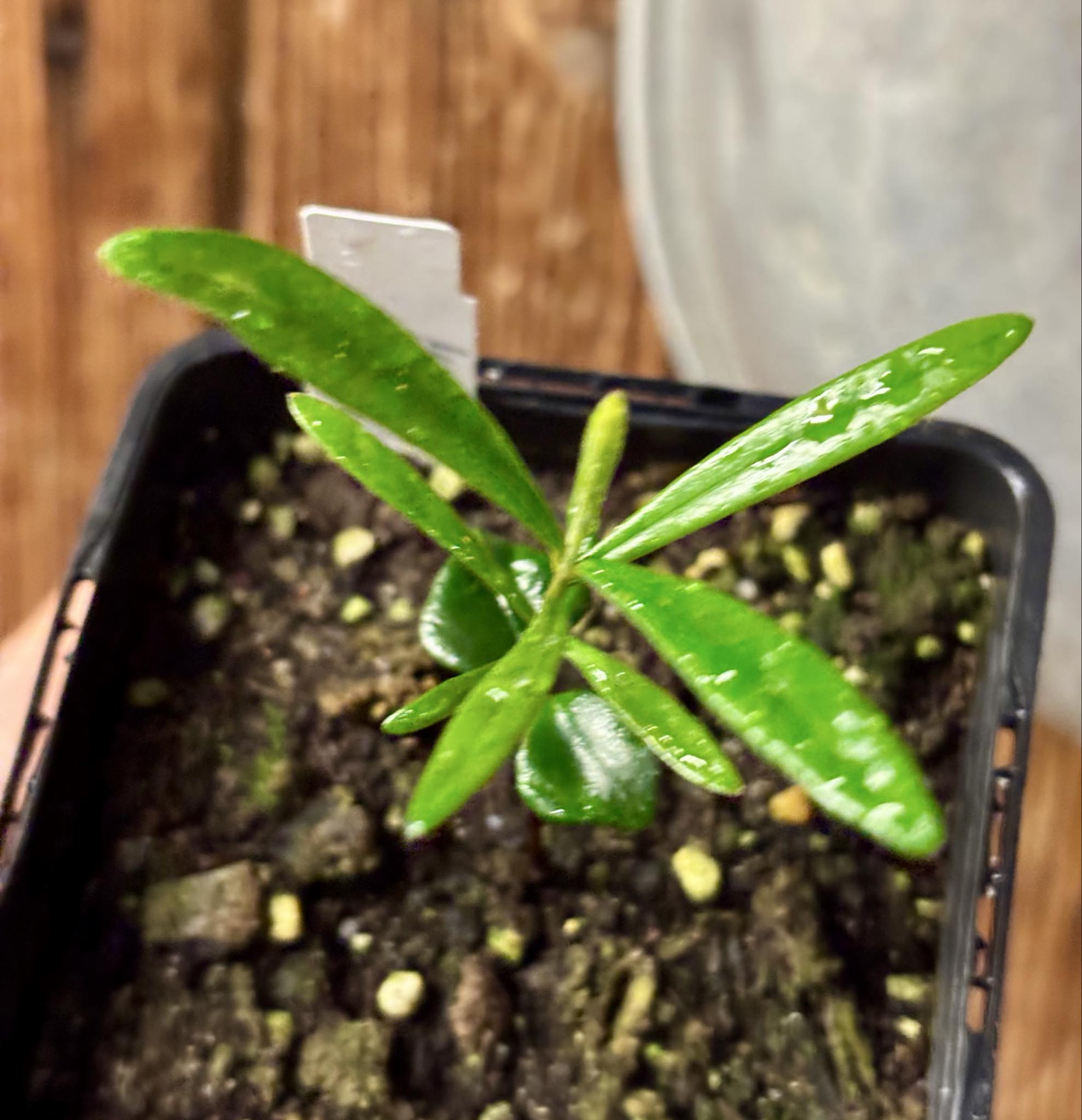 Myrcia luschnathiana -  1 potted seedling / 1 getopfter Sämling