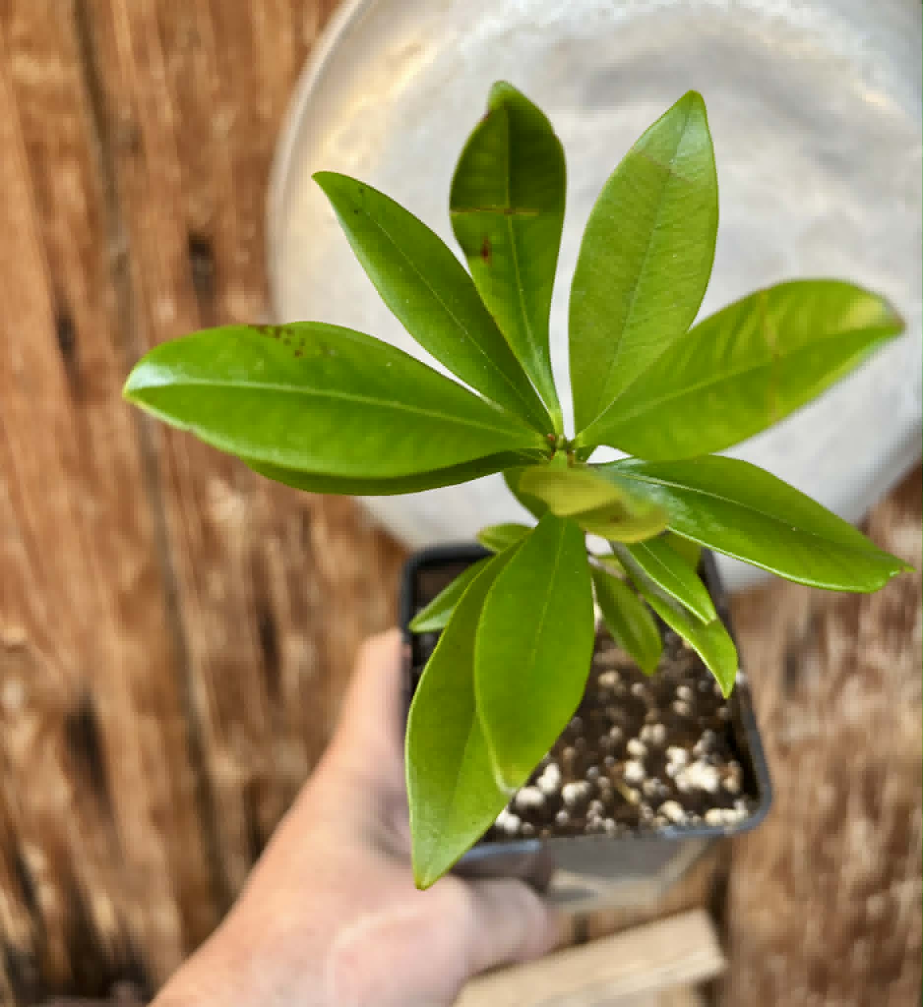 over 1 year old - Yellow Grumixama (Eugenia brasiliensis var. leucocarpa) - 1 potted plant / 1 getopfte Pflanze