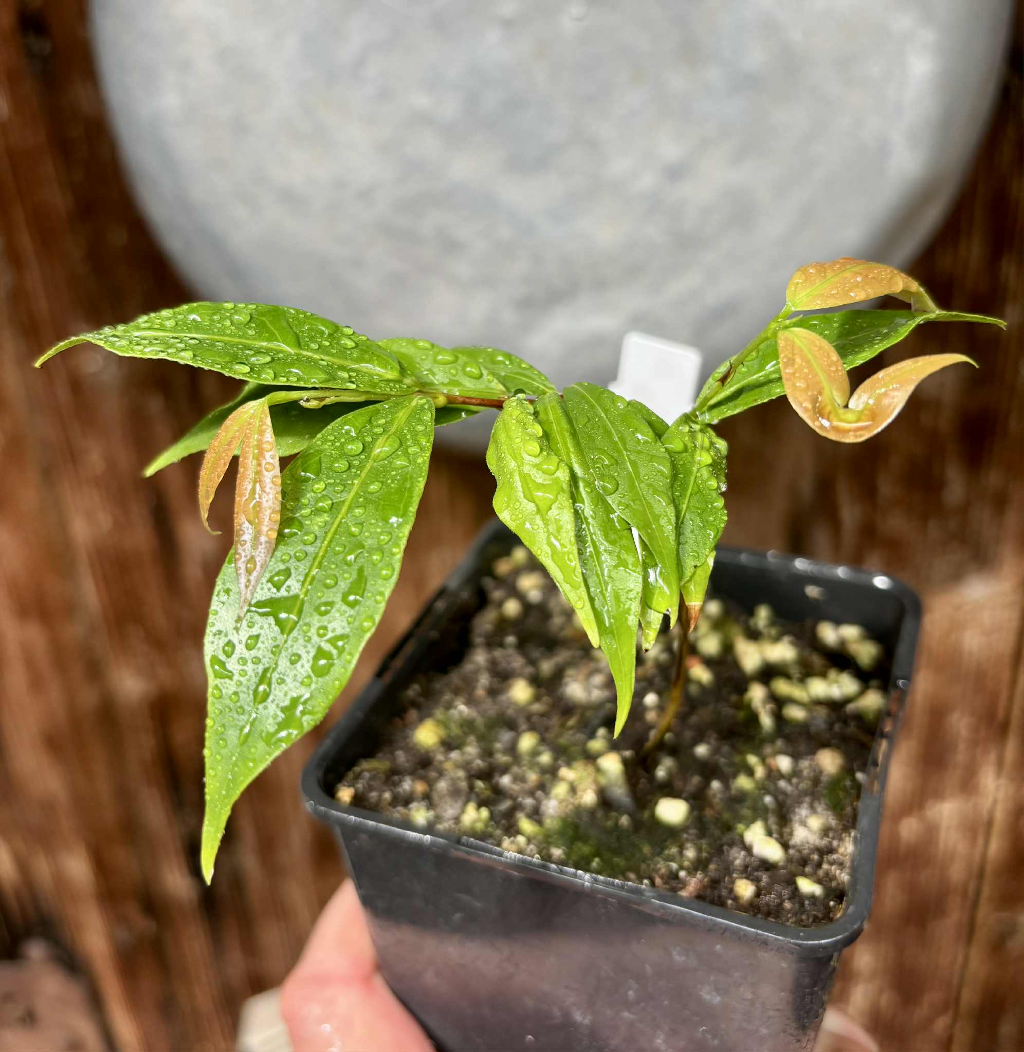 last seedling - Ruby do Amazonas (Eugenia patrisii) 1 potted seedling / 1 getopfter Sämling