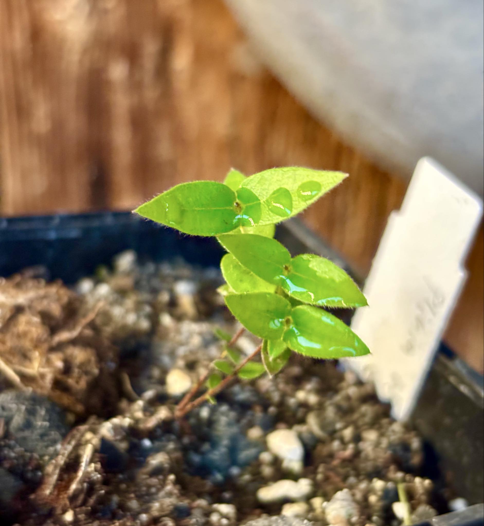 Plinia nana - 1 small potted plant / 1 kleine, getopfte Pflanze