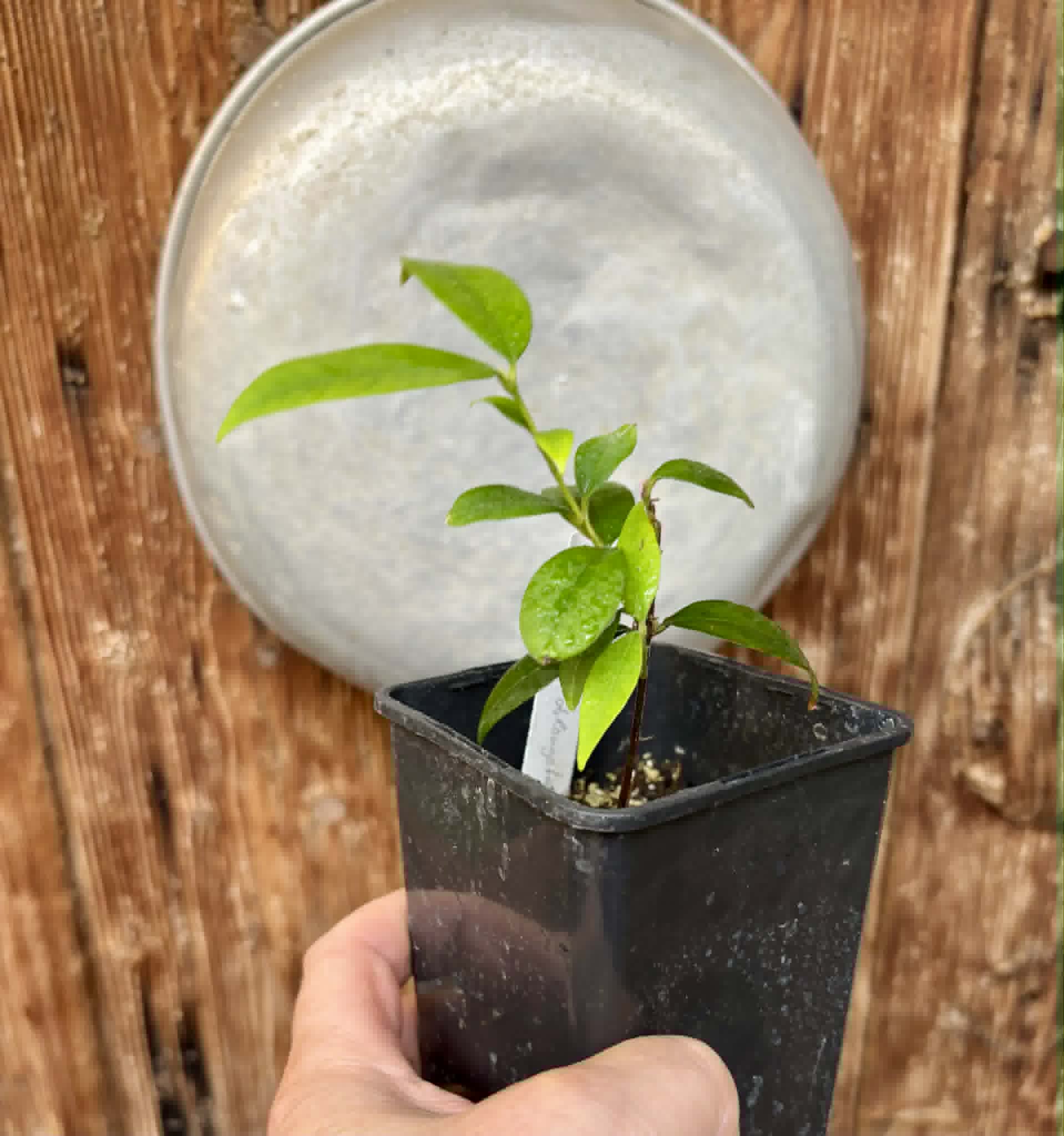 Eugenia oblongata - 1 potted plant / 1 getopfte Pflanze