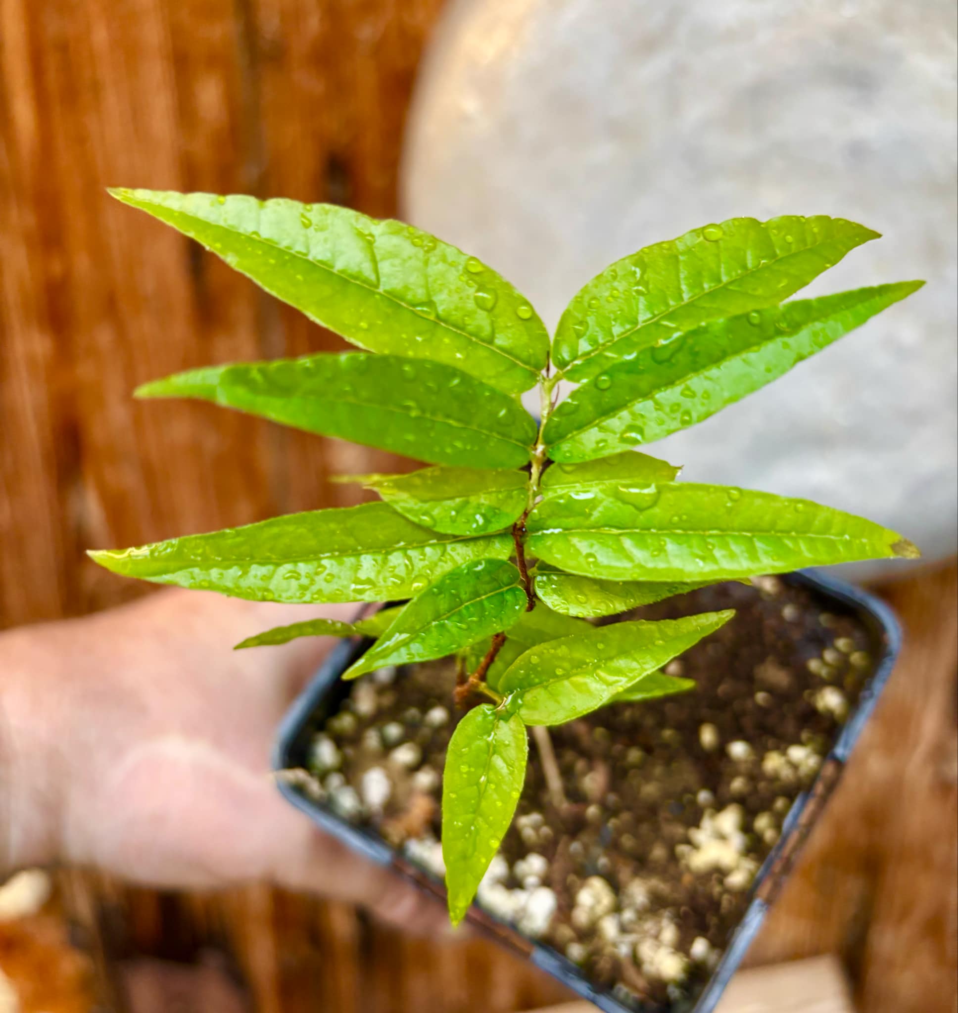 Plinia spiritosantensis var. Mucuri Velvet - 1 potted plant/ 1 getopfte Pflanze