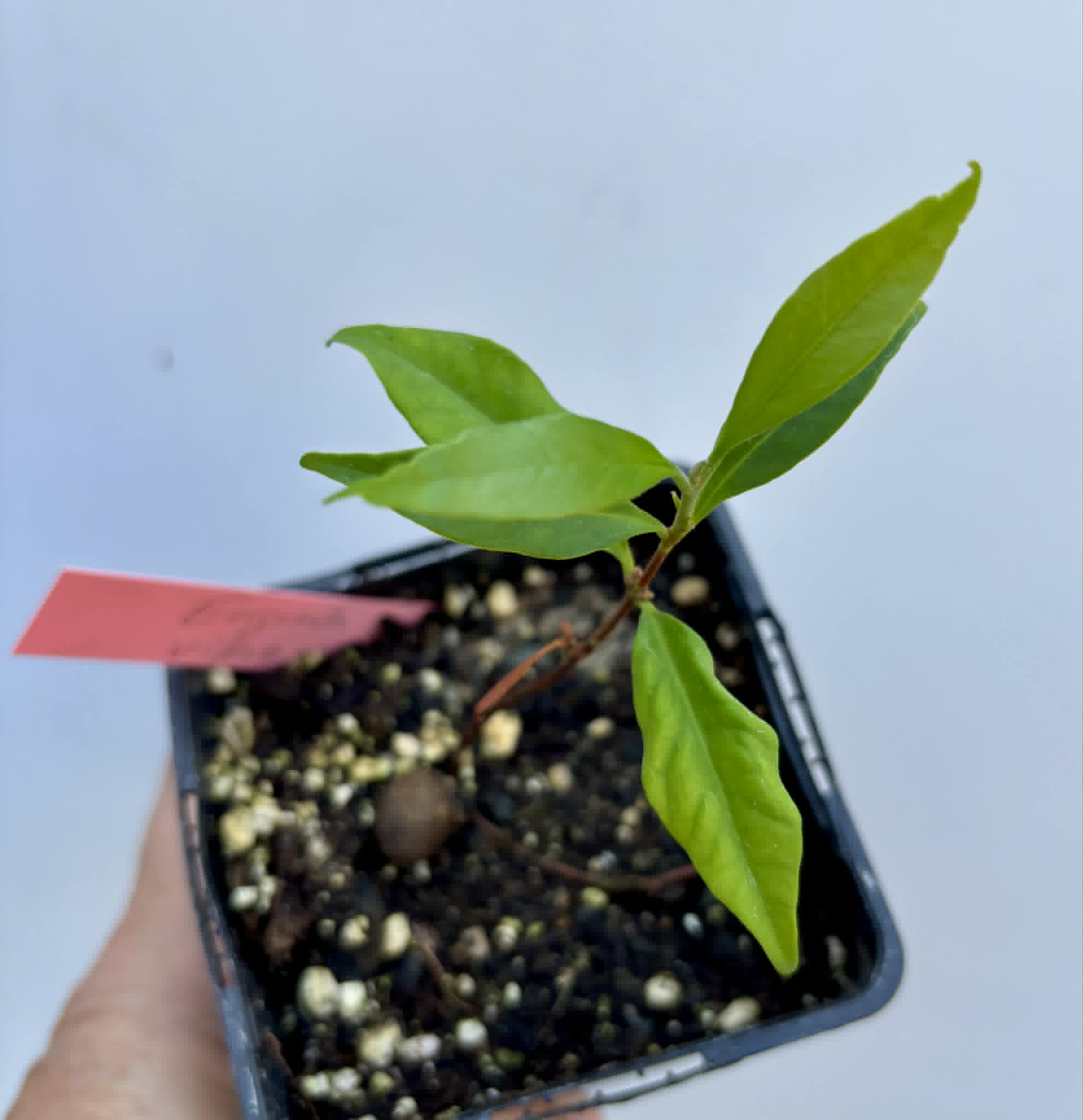 Grumixama-açu (Eugenia villae-novae) - 1 potted seedling / 1 getopfter Sämling