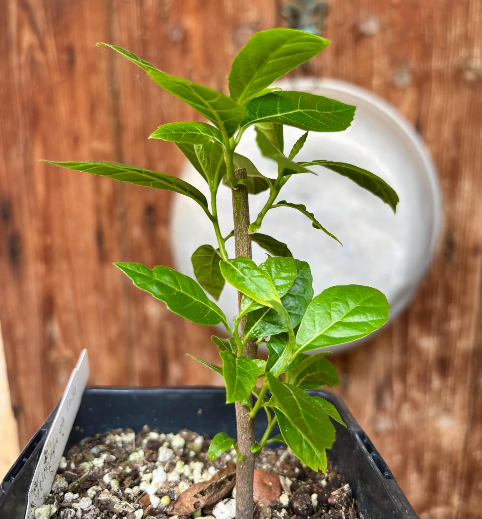Cordia taguahyensis - Frutinha de Leite- 1 potted plant / 1 getopfte Pflanze