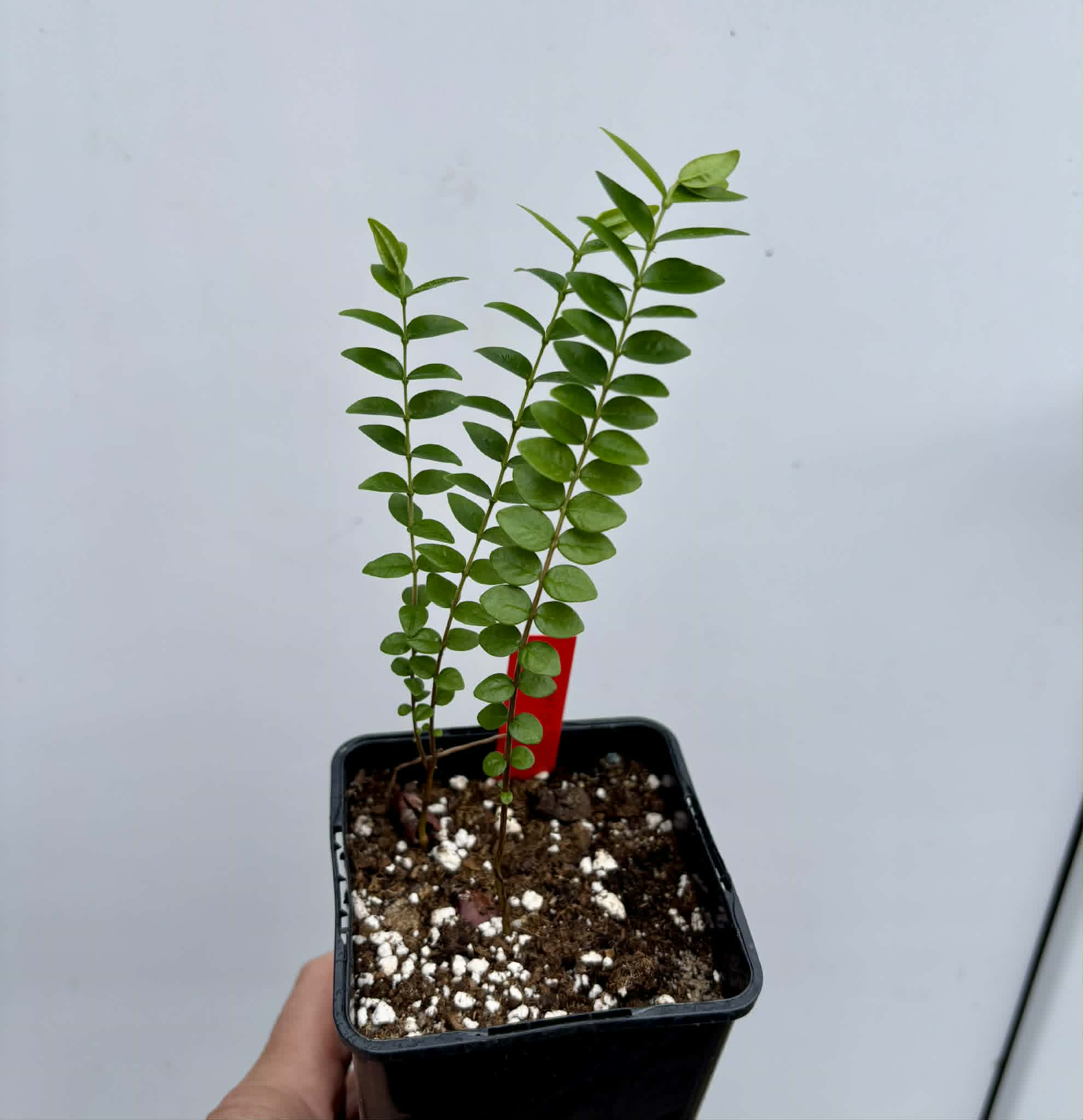 2 in 1 pot - Myrciaria sp Pastora - 2 seedlings in one pot / 2 Sämlinge in einem Topf