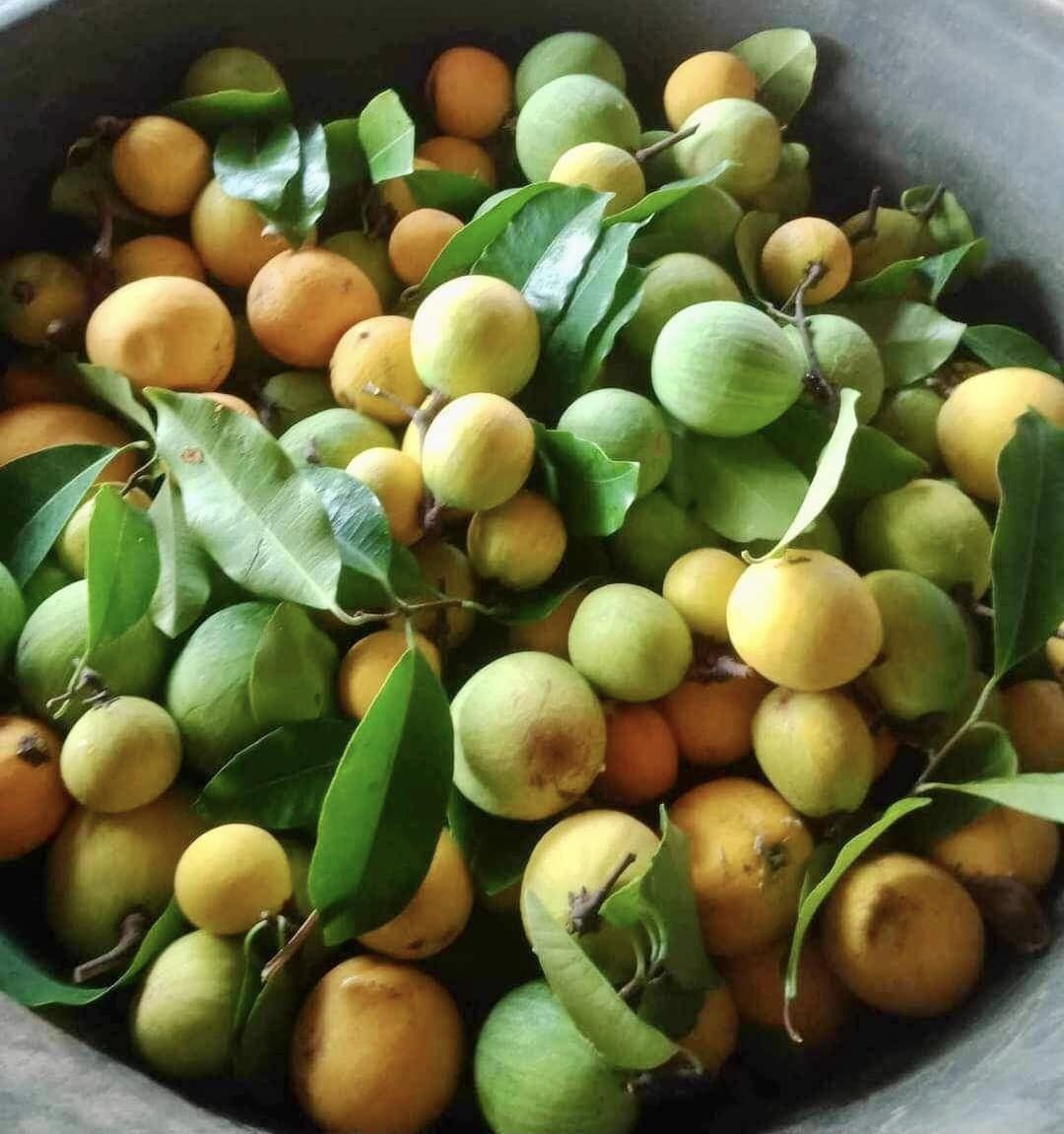 Kuy (Willughbeia edulis) -   1 fresh seed / 1 frischer Samen