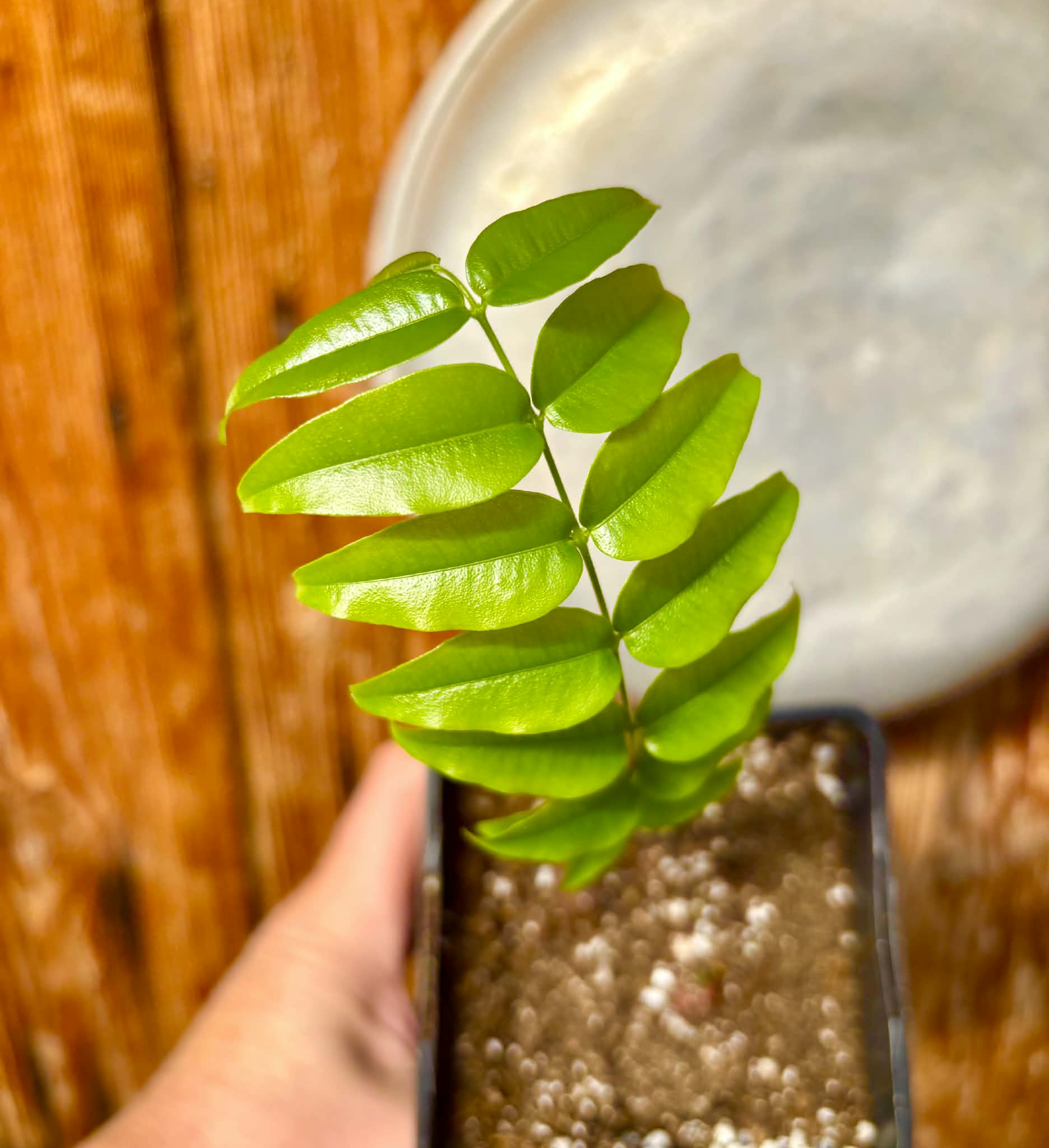 Myrciaria sp Pyrangi -  1 potted plant / 1 getopfte Pflanze