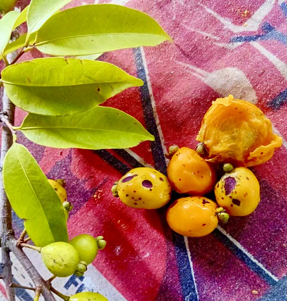 Eugenia sp amarela de Rondonia - 1 fresh seed / 1 frischer Samen