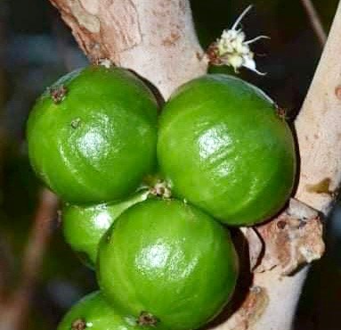 Plinia aureana - Rare exotic plant - Seltene exotische Pflanze