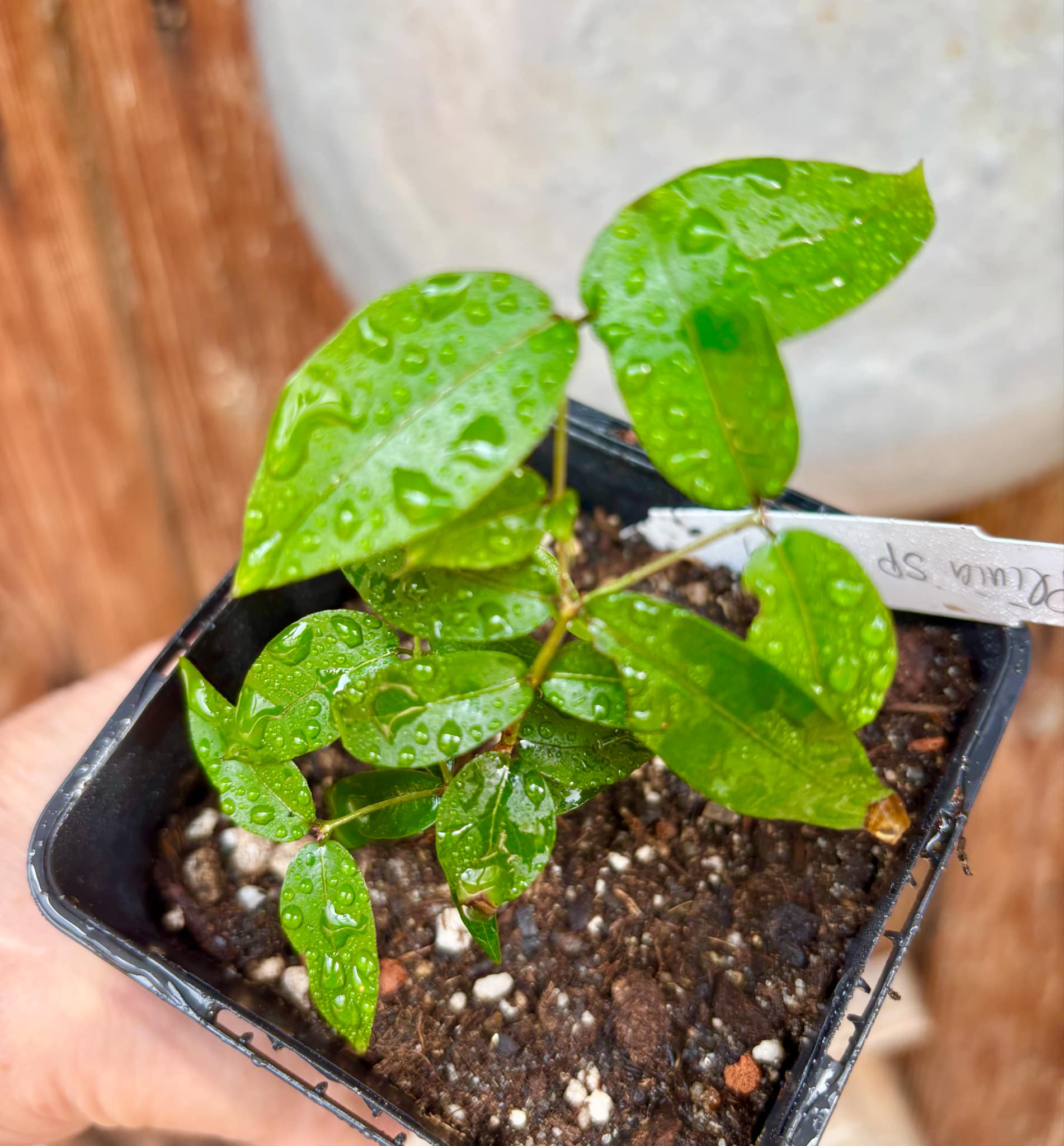 Plinia sp Obera - 1 potted plant / 1 getopfte Pflanze