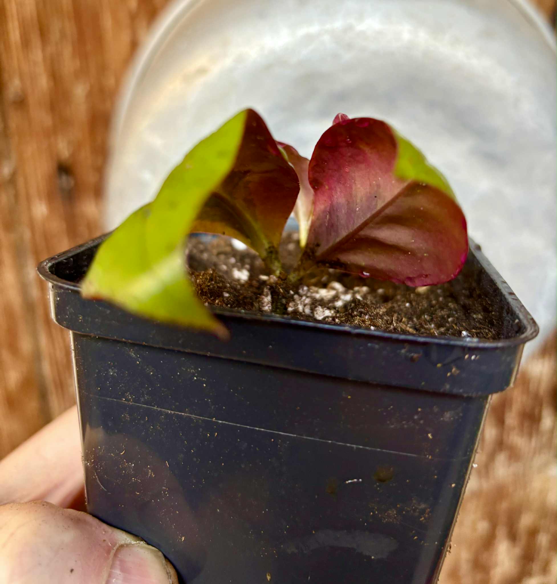 Variegated Barbados Gooseberry - (Pereskia aculeata) - 1 potted plant / 1 getopfte Pflanze