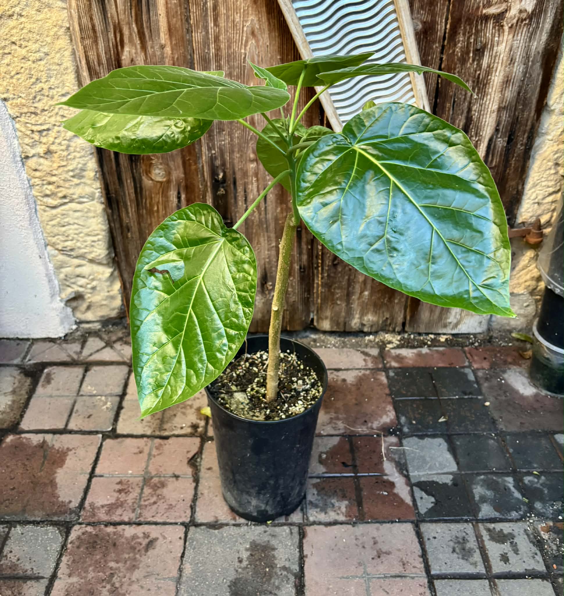 Tamarillo var. Madeira (Solanum betaceum) - 1 potted plant / 1 getopfte Pflanze