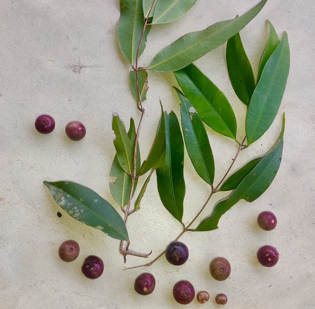Myrcia sp Trancoso -  1 fresh seed / 1 frischer Samen