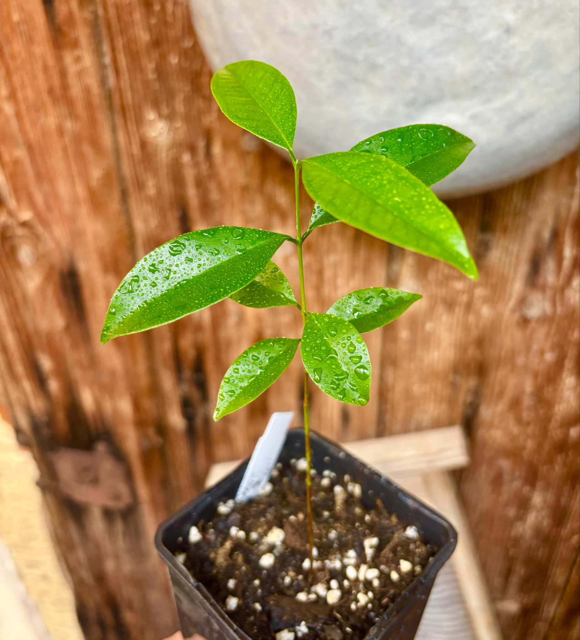 Eugenia zuccarini - 1 potted seedling / 1 getopfter Sämling
