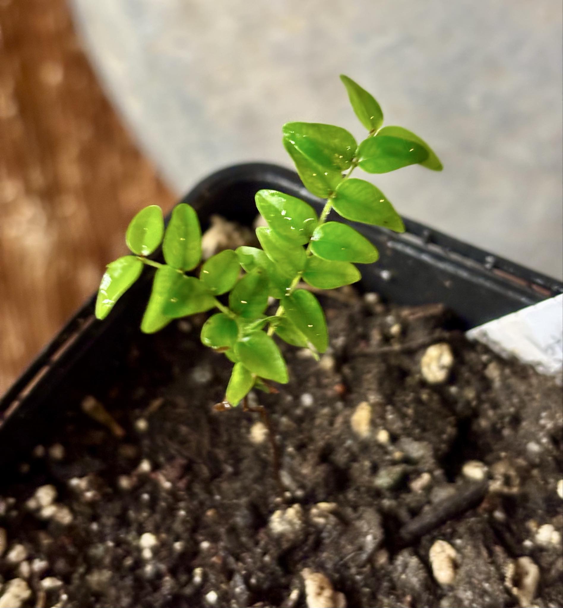 Myrciaria tenella preta  - 1 small potted seedling / 1 kleiner, getopfter Sämling Myrciaria tenella preta  - 1 small potted seedling / 1 kleiner, getopfter Sämling
