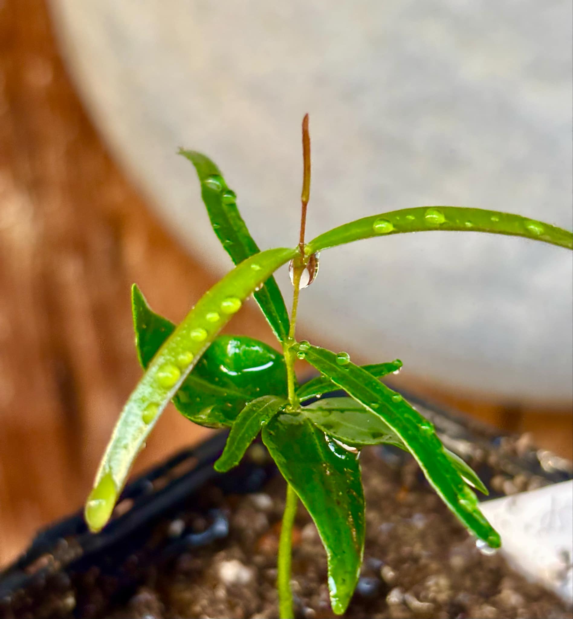 Mapirunga (Myrcia sp.)  - 1 small potted seedling / 1 kleiner, getopfter Sämling