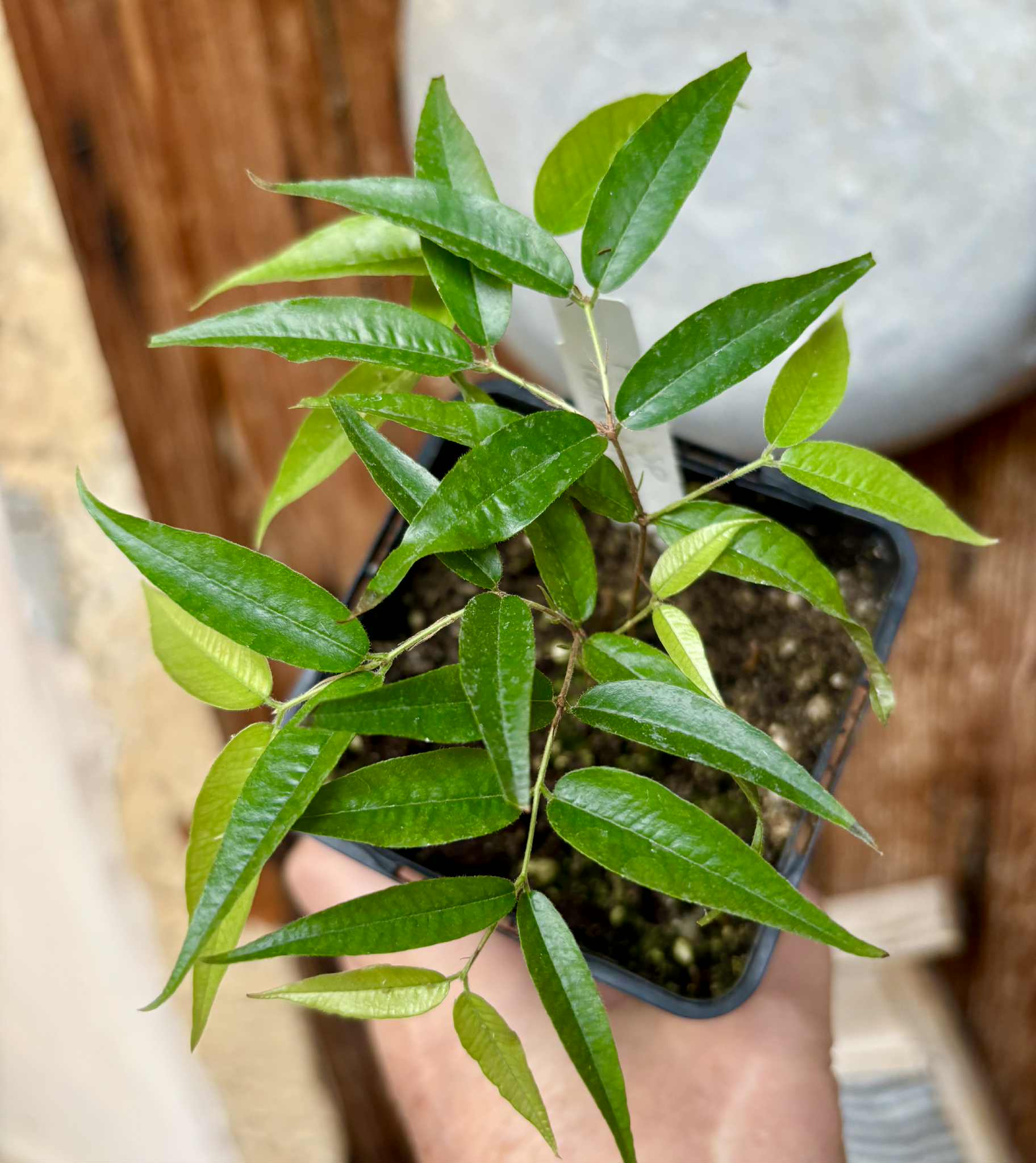 Plinia sp Ibirapitanga -  1 fresh potted seedling / 1 frisch getopfter Sämling