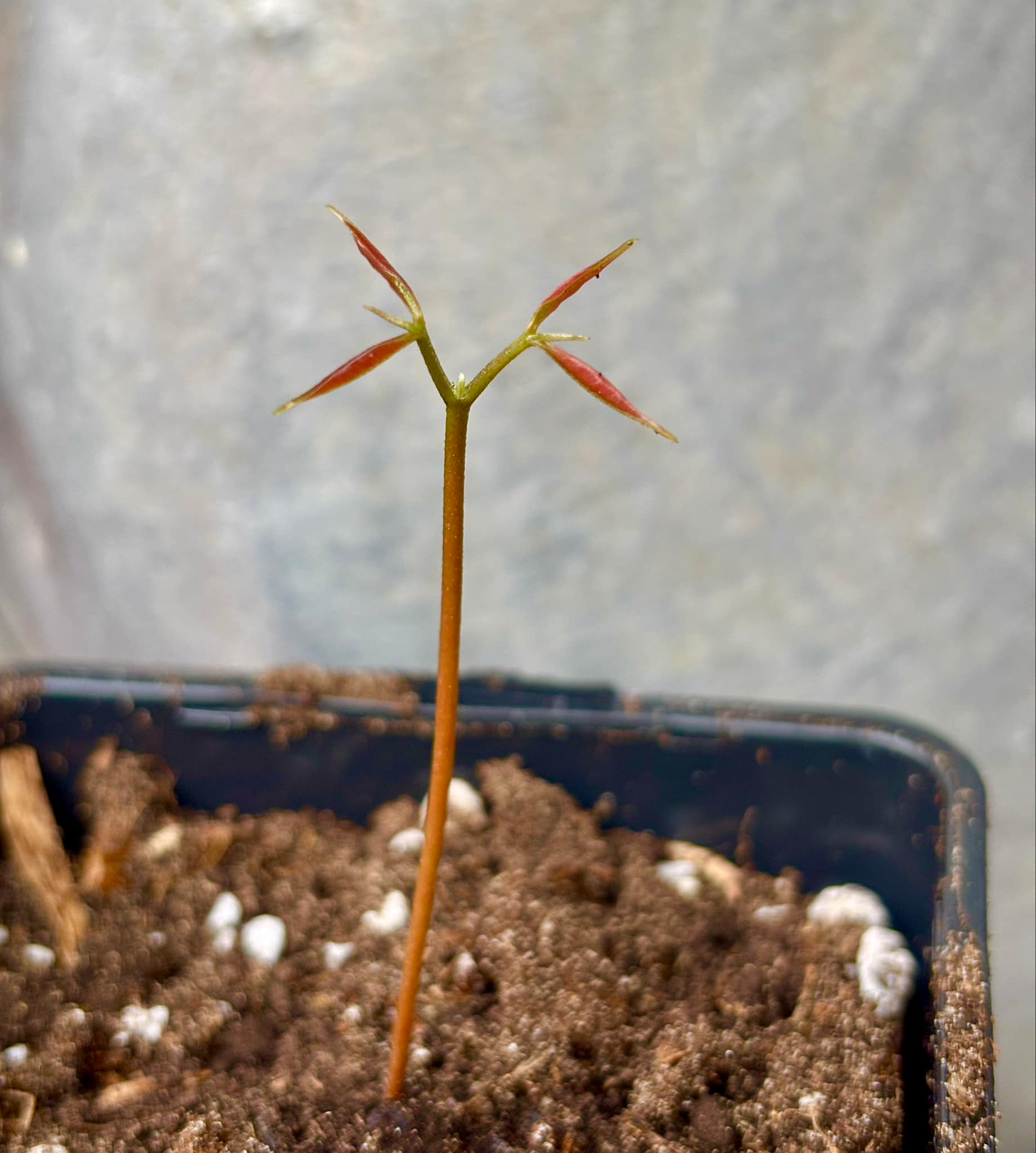 Litchi chinensis - var. Fei Zi Xiao (Litchi chinensis) - 1 small potted seedling / 1 kleiner, getopfter Sämling 