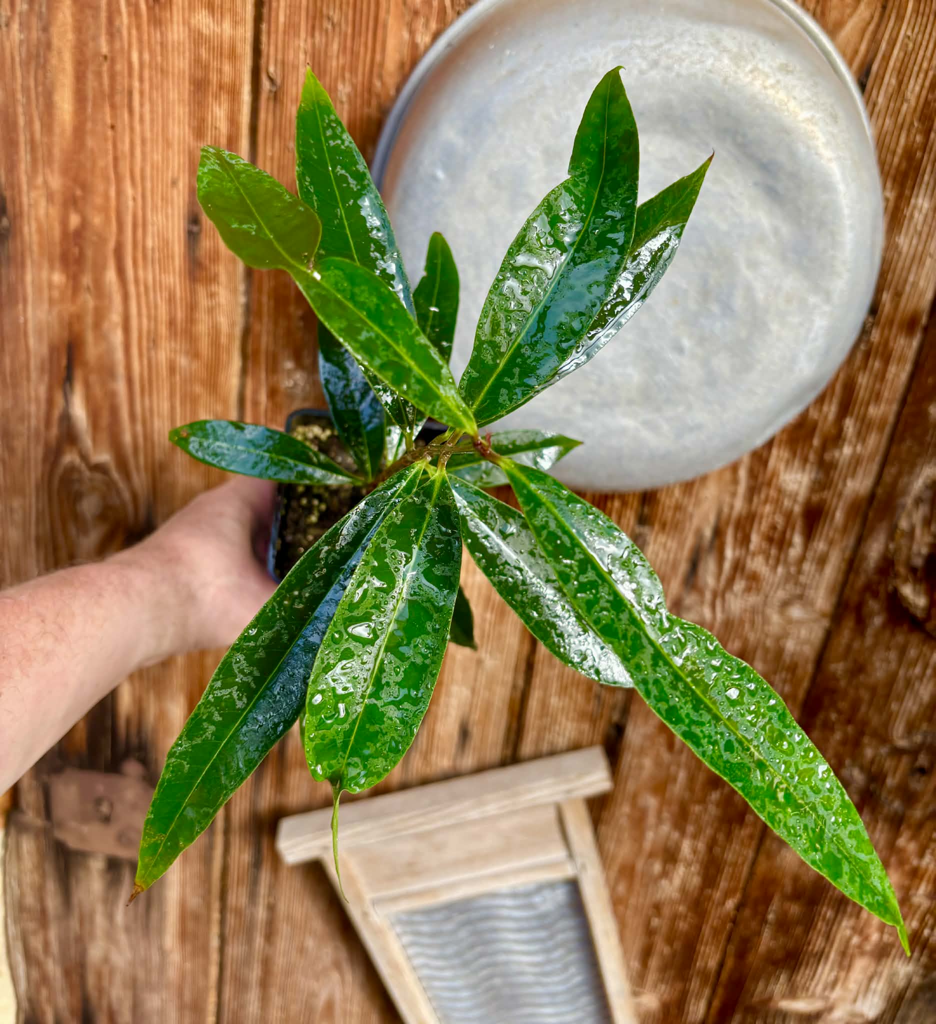 Eugenia sp Jambo da Mata -  1  potted seedling / 1 getopfter Sämling