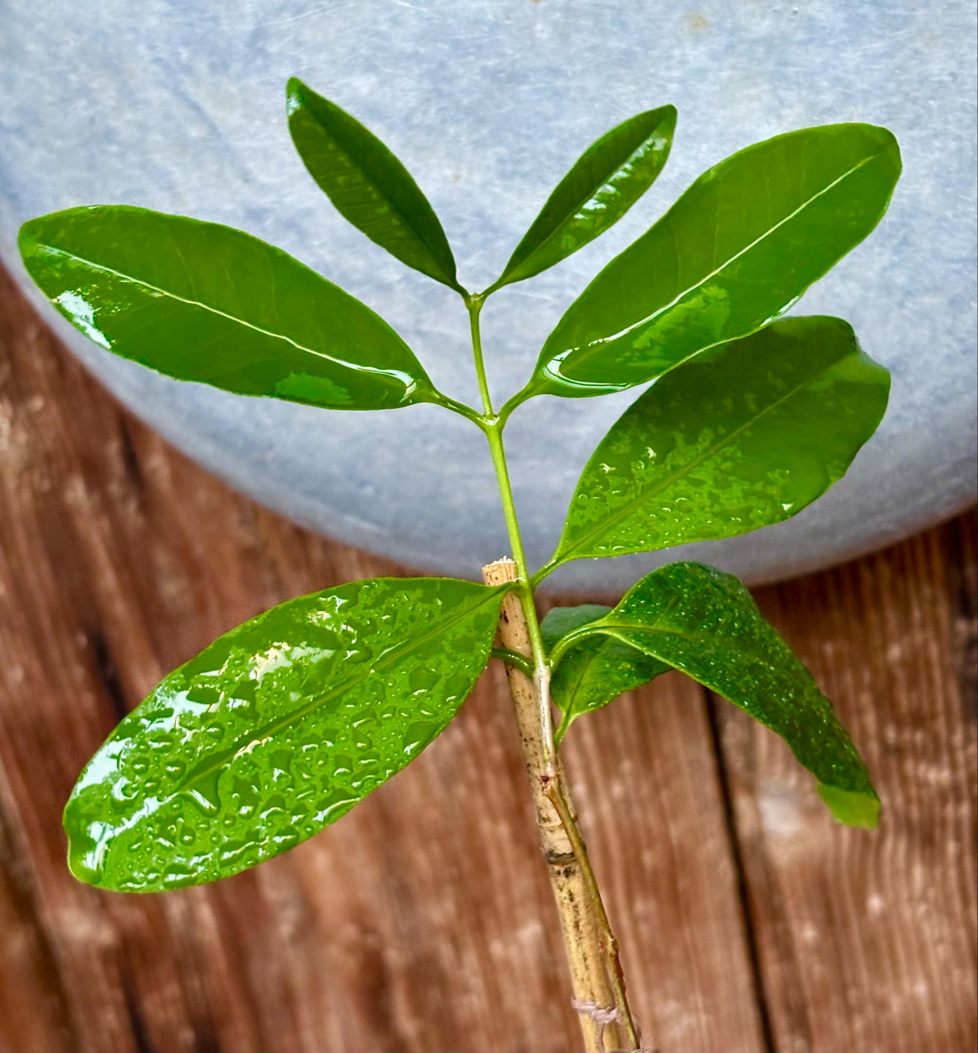 Eugenia subavenia - 1 potted plant / 1 getopfte Pflanze
