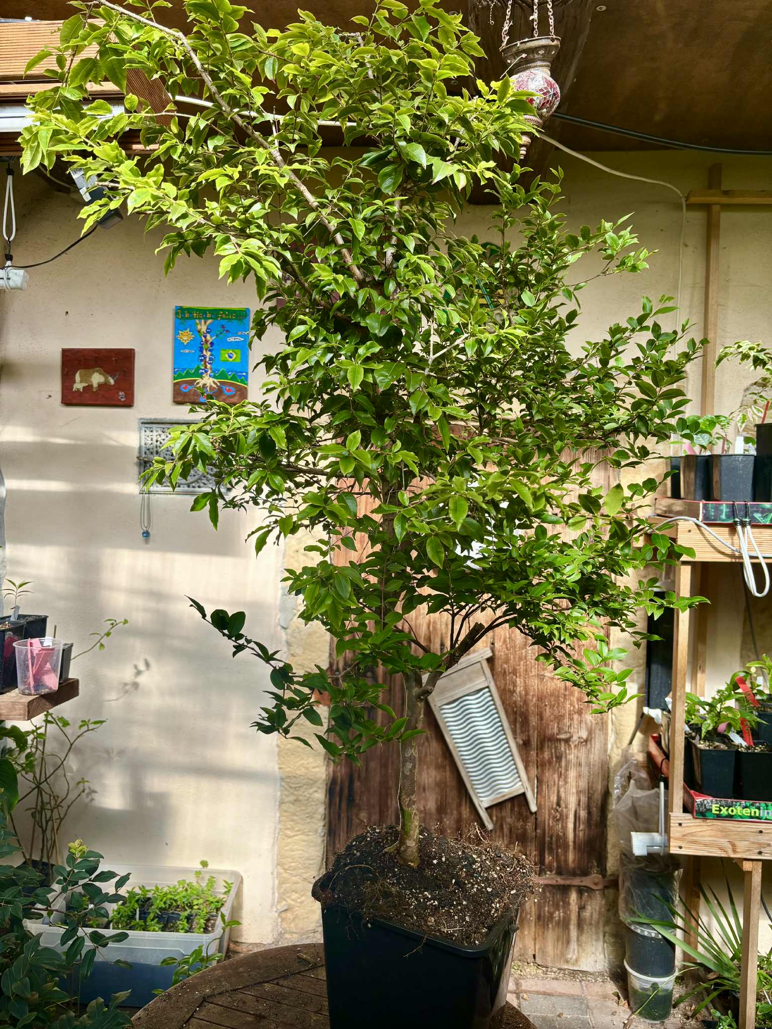 10 years old with flowers - Red Jaboticaba (Plinia cauliflora x P. aureana) - 1 potted plant / 1 getopfte Pflanze