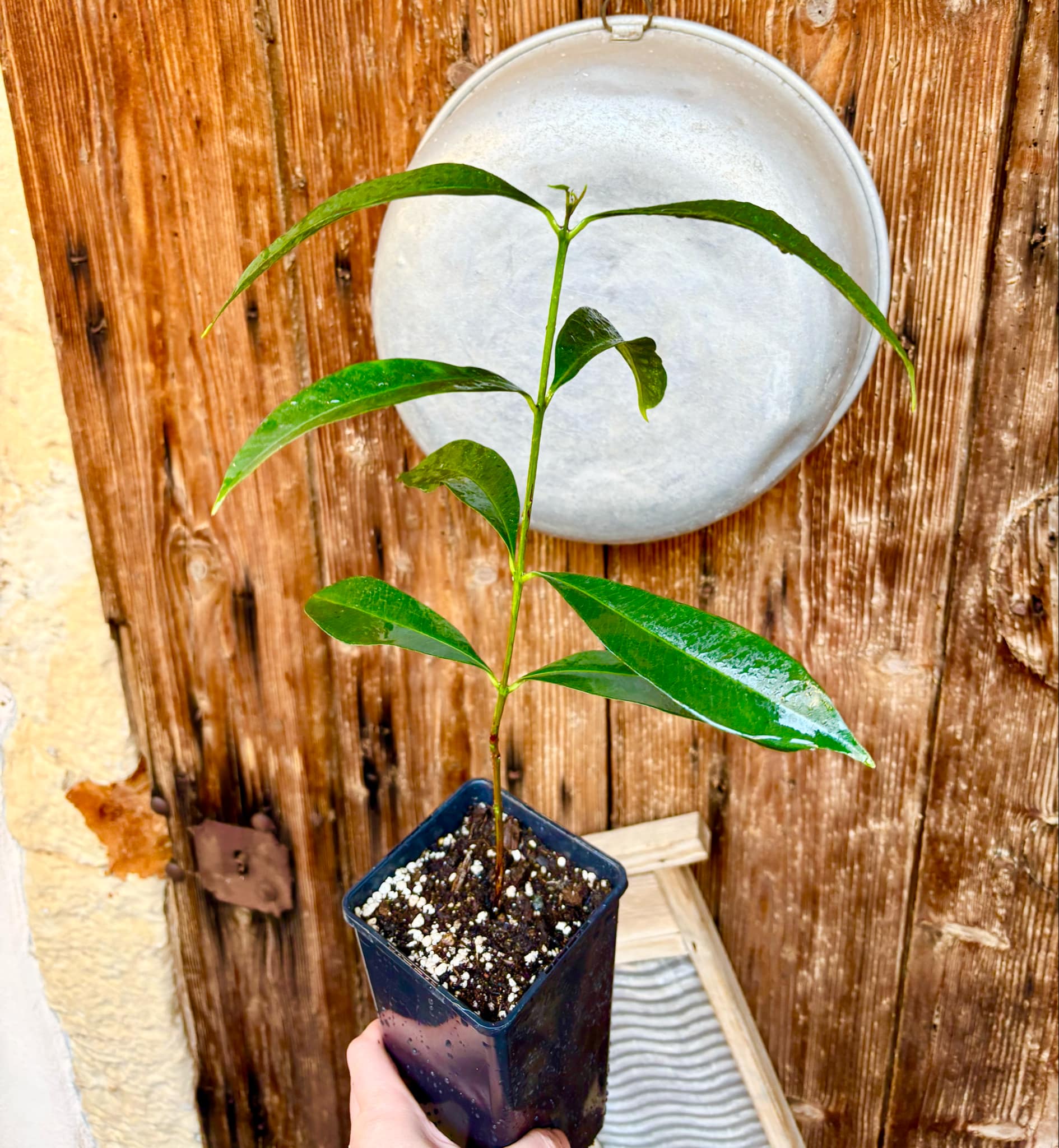 Syzygium cumini - 1 potted plant / 1 getopfte Pflanze