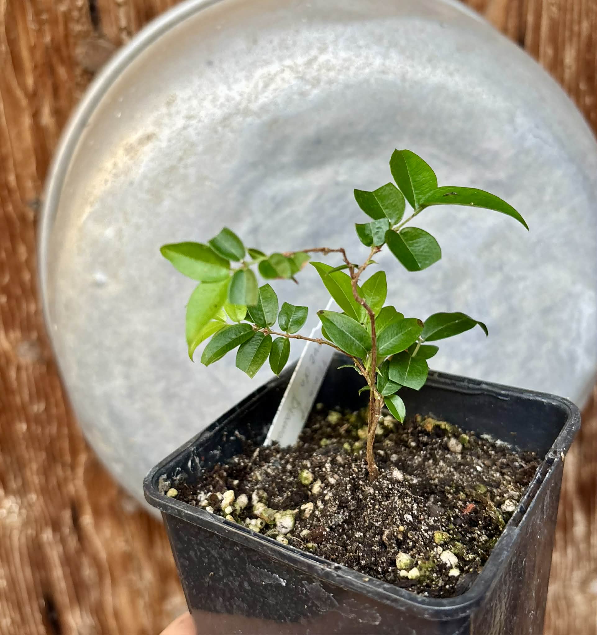 Plinia sp Cruz de Diamantina - 1 potted plant/ 1 getopfte Pflanze