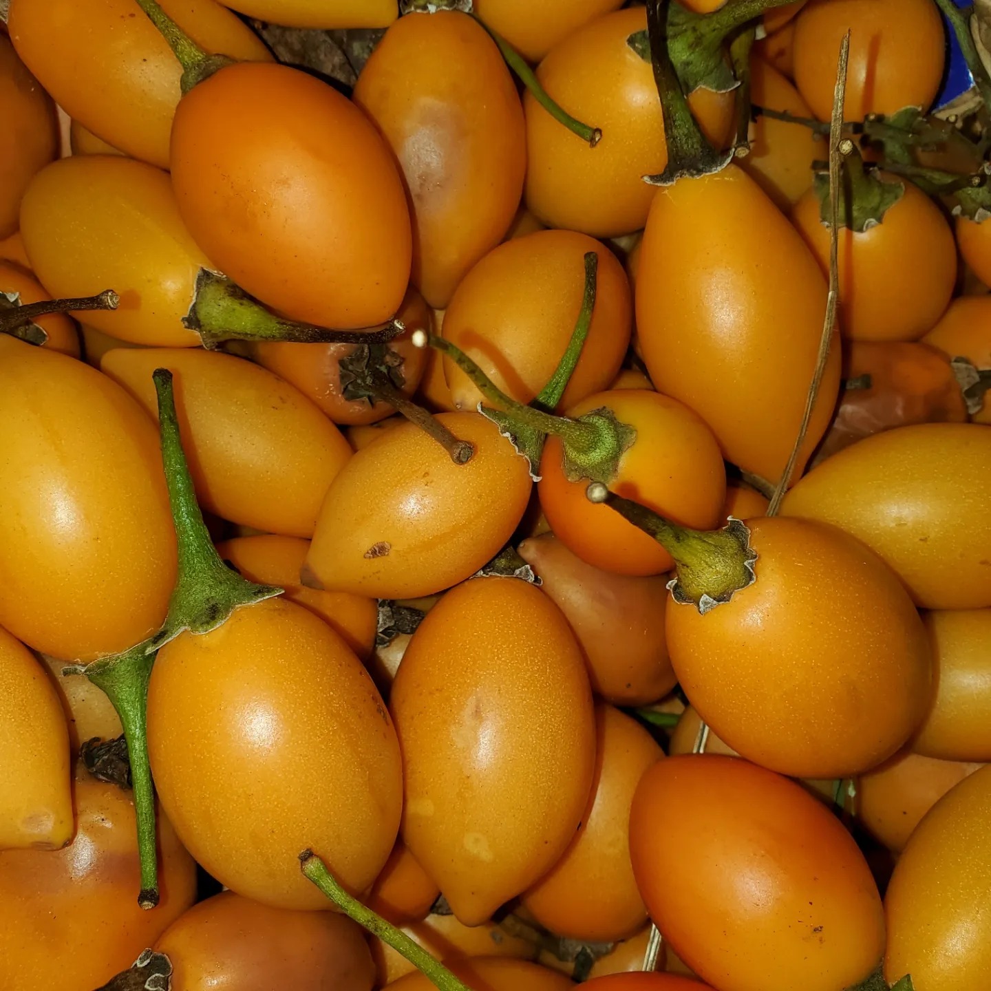 Tamarillo var. Madeira (Solanum betaceum) - 1 potted plant / 1 getopfte Pflanze