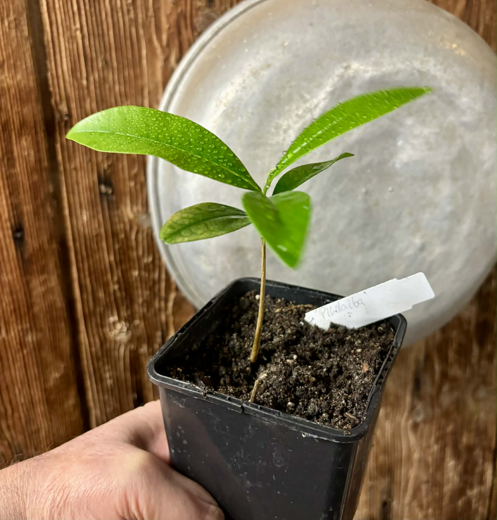 Duguetia lanceolata - Pindaiba - 1 potted seedling / 1 getopfter Sämling