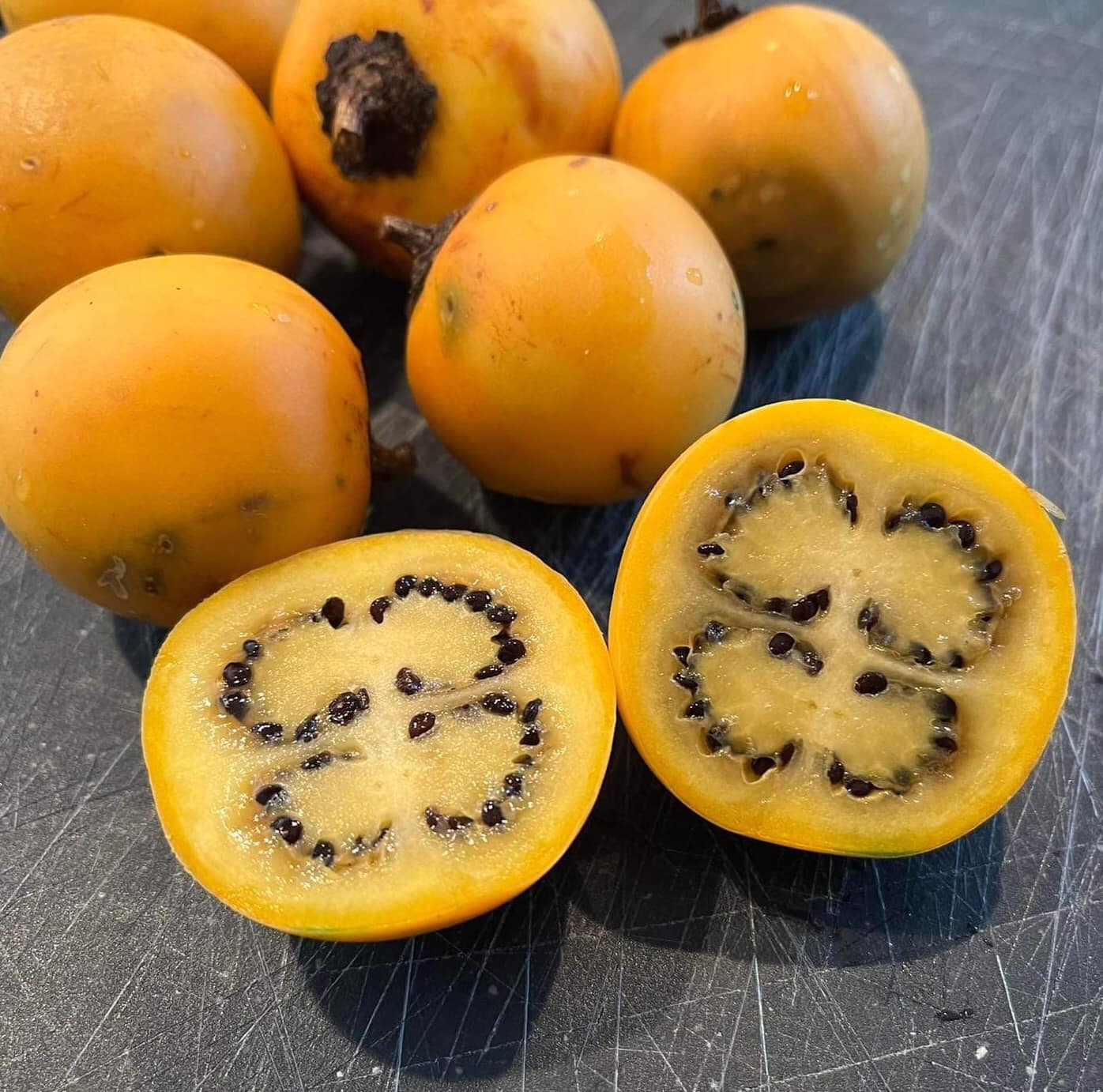 Juã-Açu - Solanum oocarpum - 1 small potted seedling / 1 kleiner, getopfter Sämling