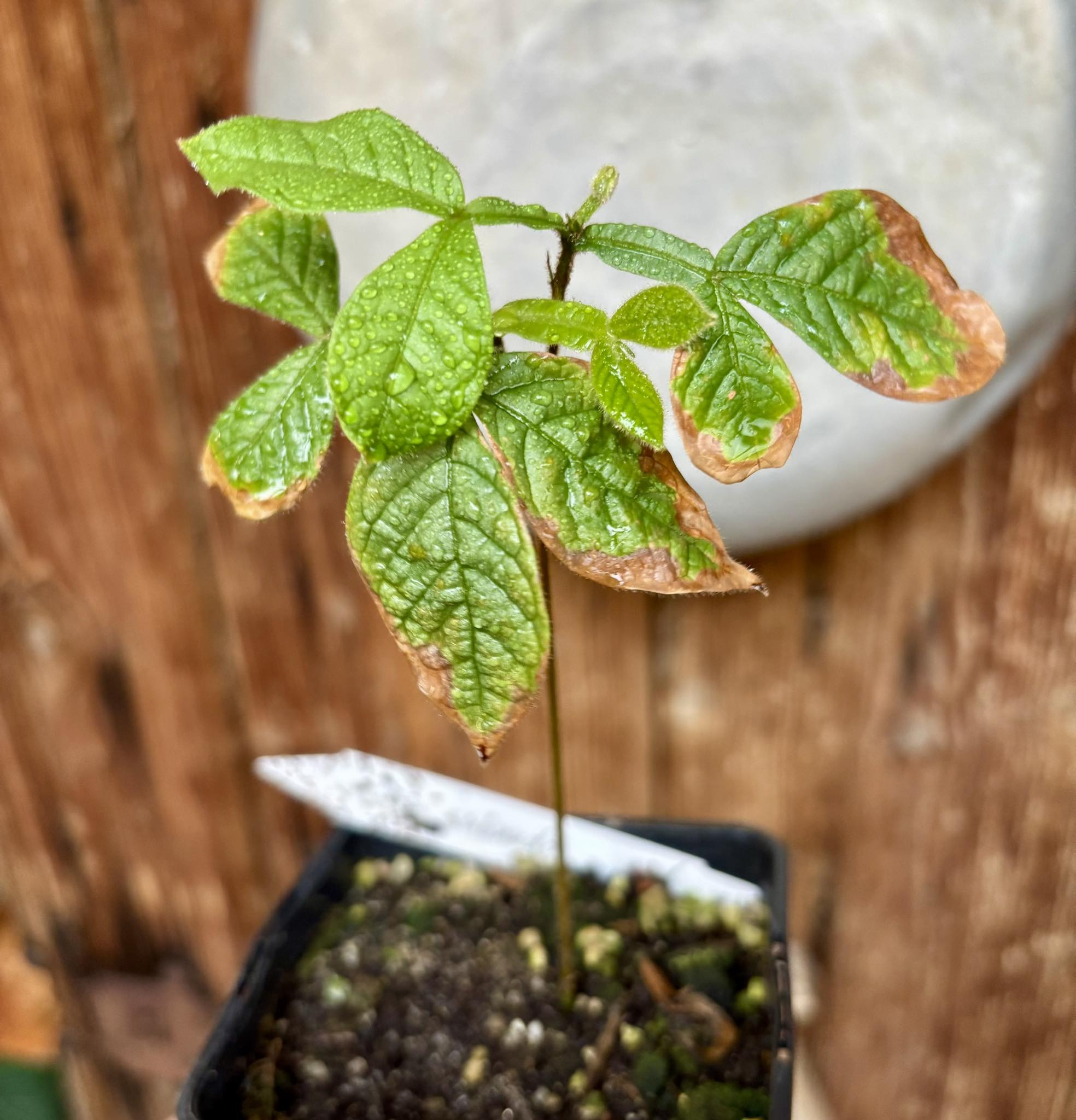 Inga subnuda - 1 potted plant / 1 getopfte Pflanze