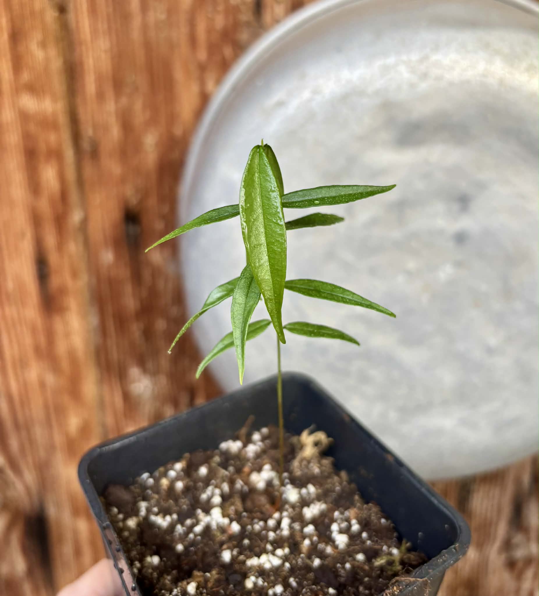 Rainforest Plum (Eugenia candolleana) - 1 potted seedling / 1 getopfter Sämling