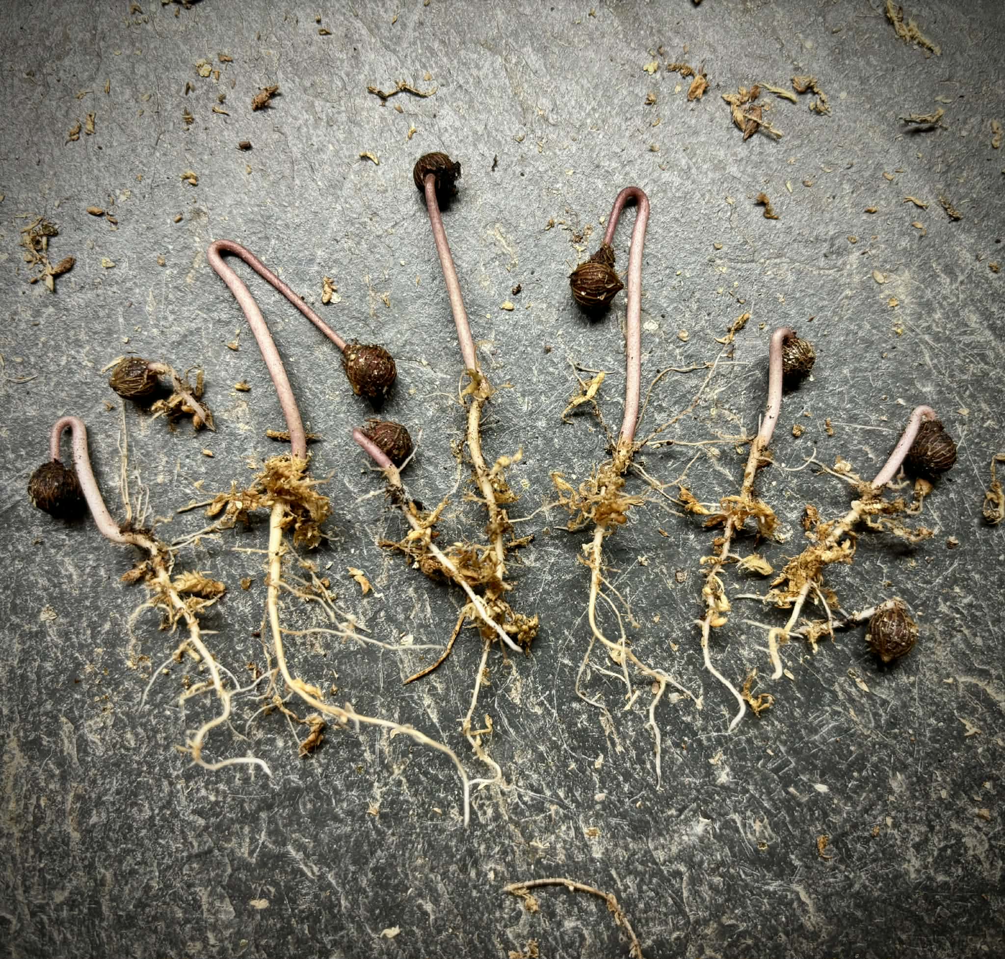 Stylogyne longifolia - 1 germinated seed / 1 gekeimter Samen