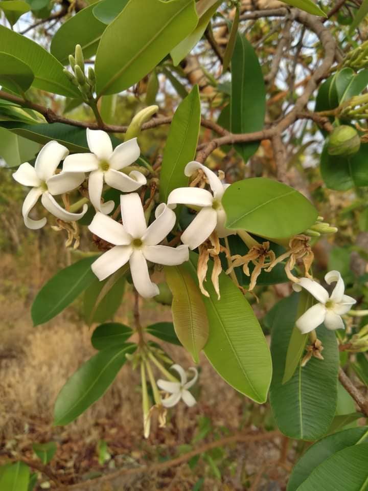 Mangaba (Hancornia speciosa) - 1 fresh seed / 1 frischer Samen