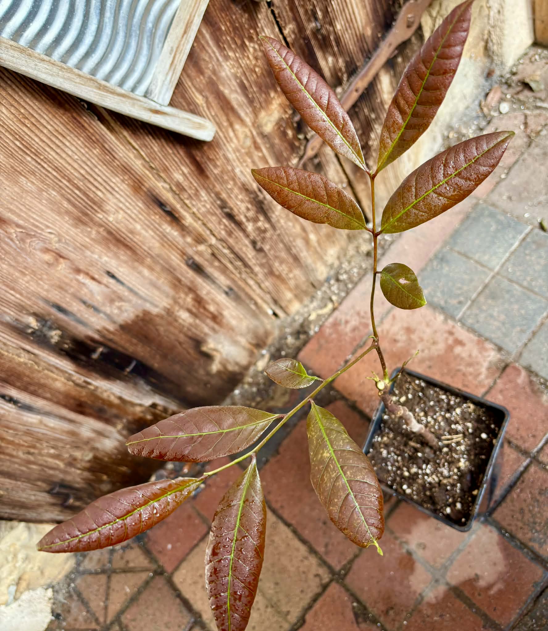 3 years old - Longan (Dimocarpus longan) - 1 potted plant / 1 getopfte Pflanze