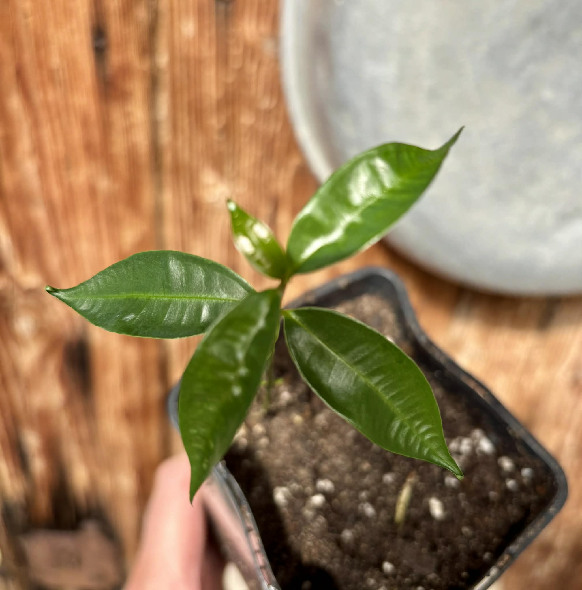 White Rose Apple (Syzygium jambos) - 1 potted plant / 1 getopfte Pflanze