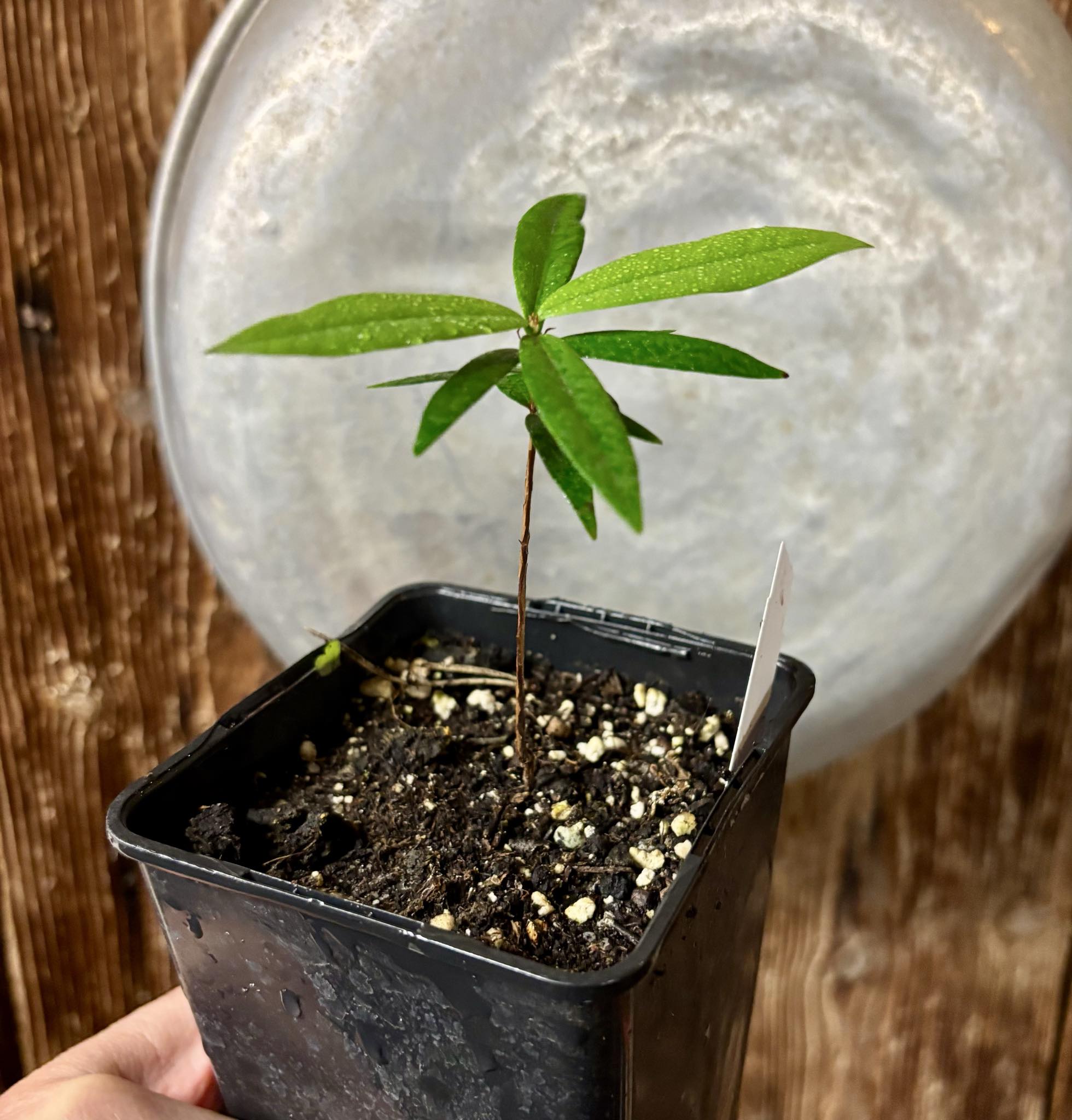 Eugenia sp Pitanga da Restinga -  1 potted seedling / 1 getopfter Sämling