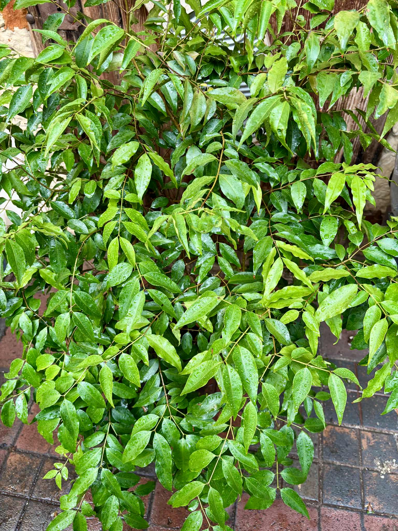 7+ years old - Jaboticaba Navel Costada (Plinia sp Navel Costada)  - 1 potted plant / 1 getopfte Pflanze
