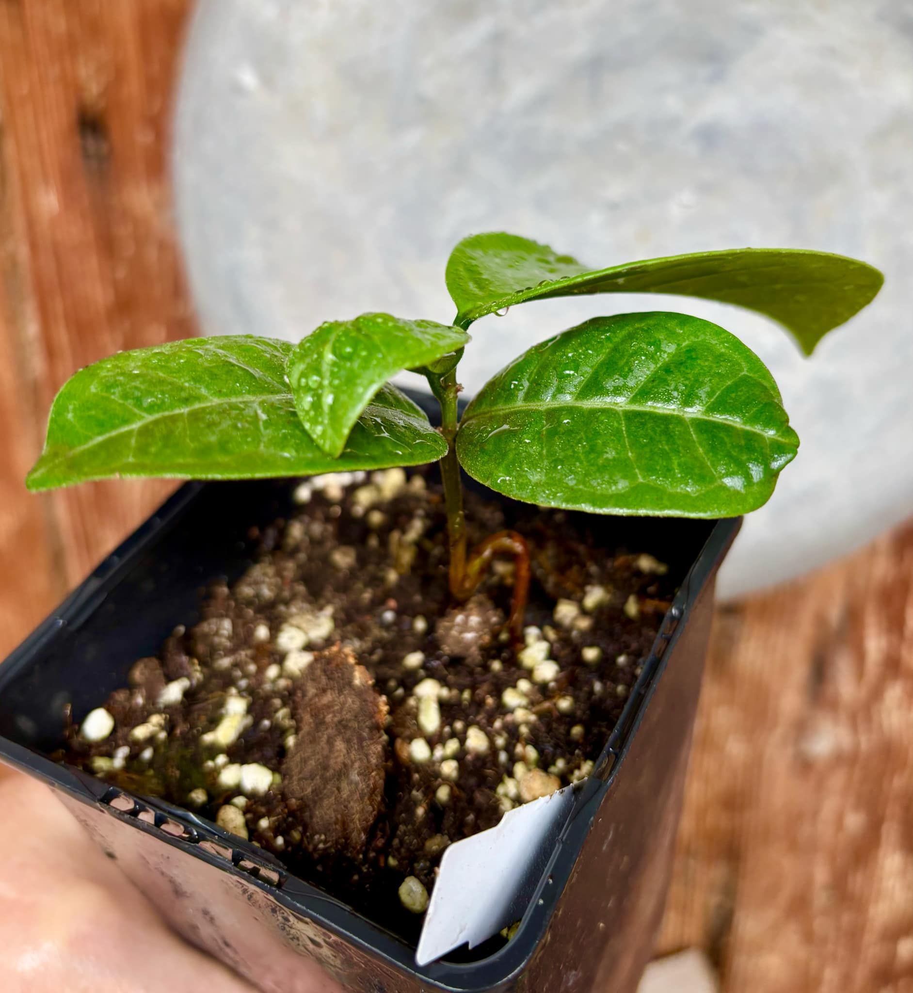 Eugenia sp Cheirosa Fruto Passado - 1 small potted seedling / 1 kleiner, getopfter Sämling