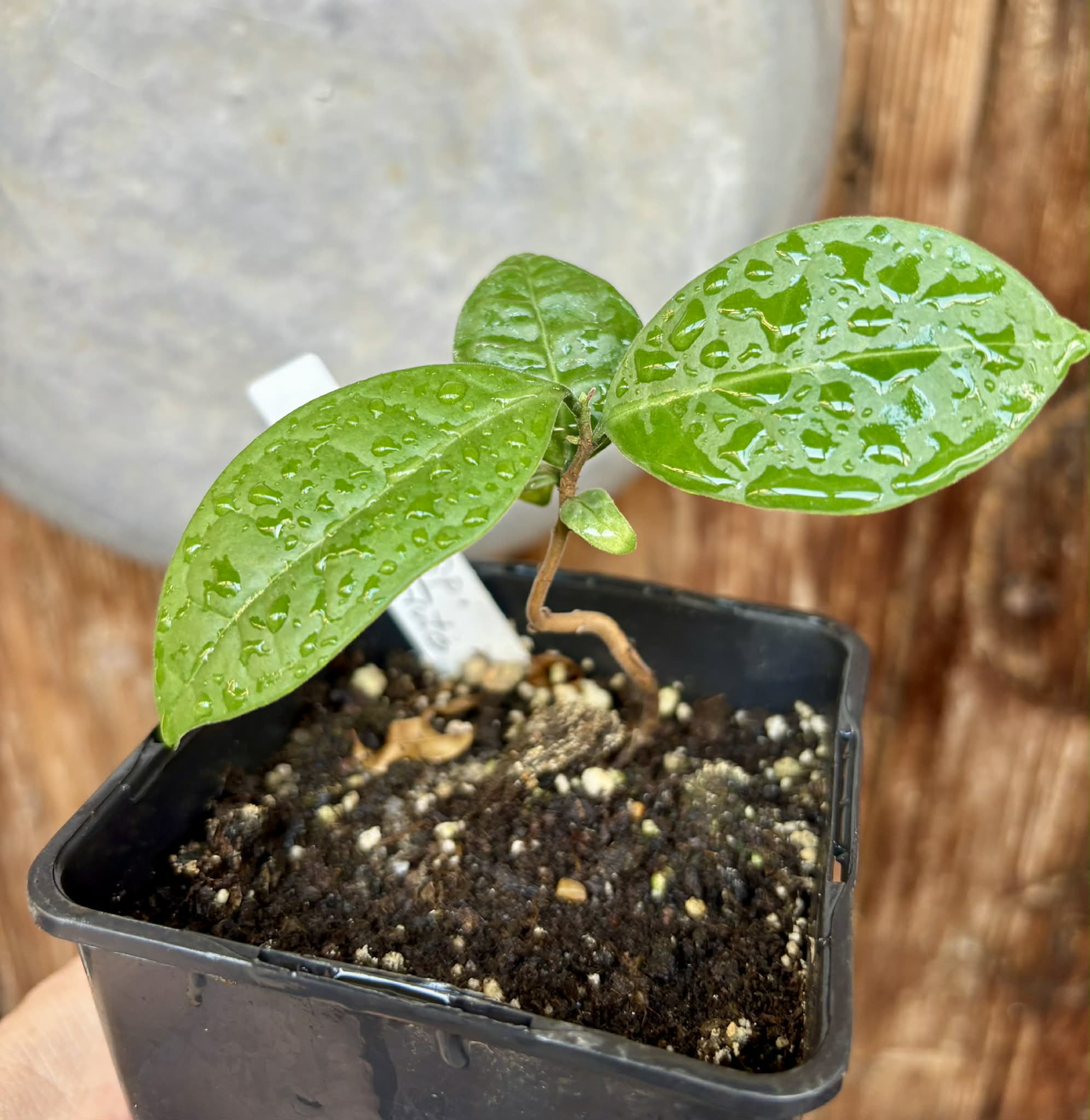 Eugenia sp Cheirosa Fruto Passado - 1 potted seedling / 1 getopfter Sämling