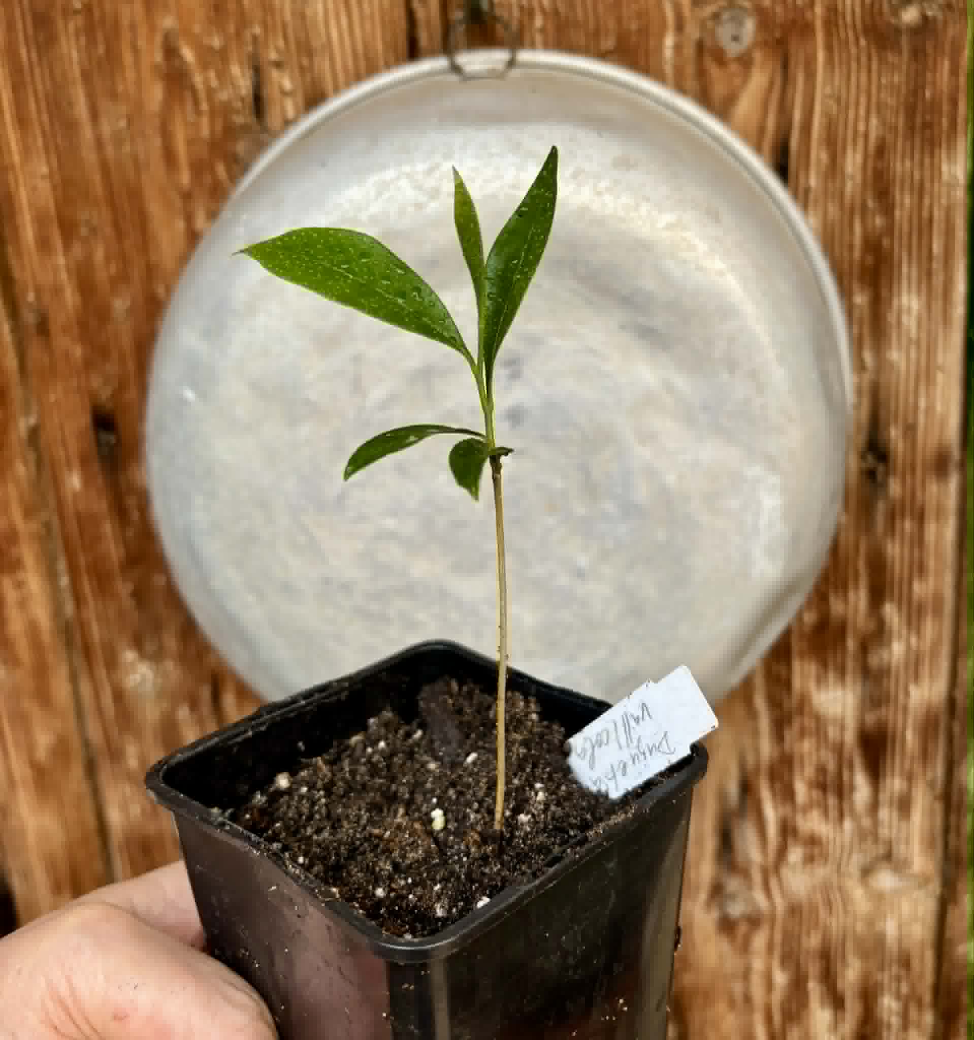 Duguetia cf. vallicola  - 1 potted seedling / 1 getopfter Sämling