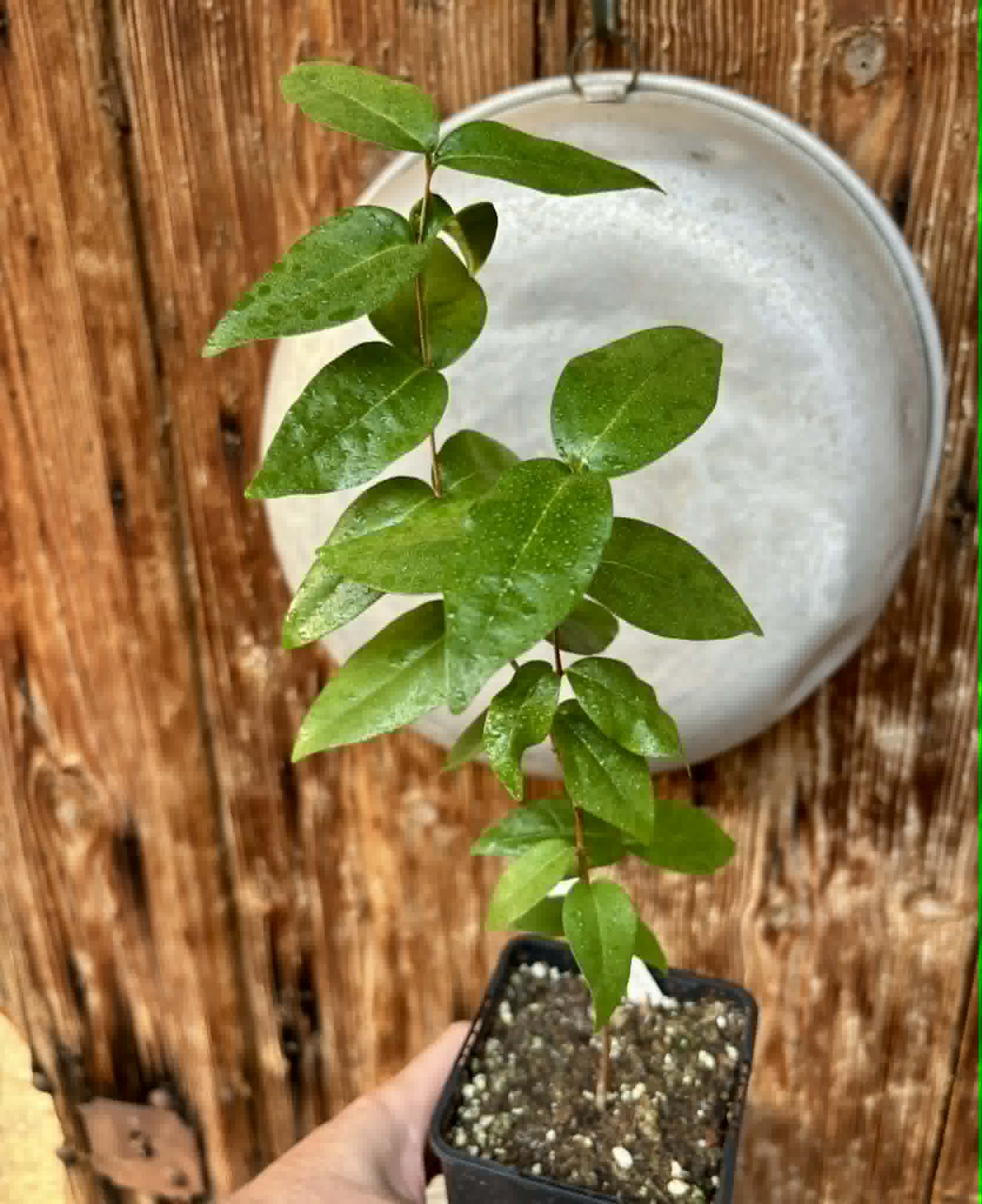 Eugenia uniflora var. red  - cultivated variety / 1 potted plant / 1 getopfte Pflanze