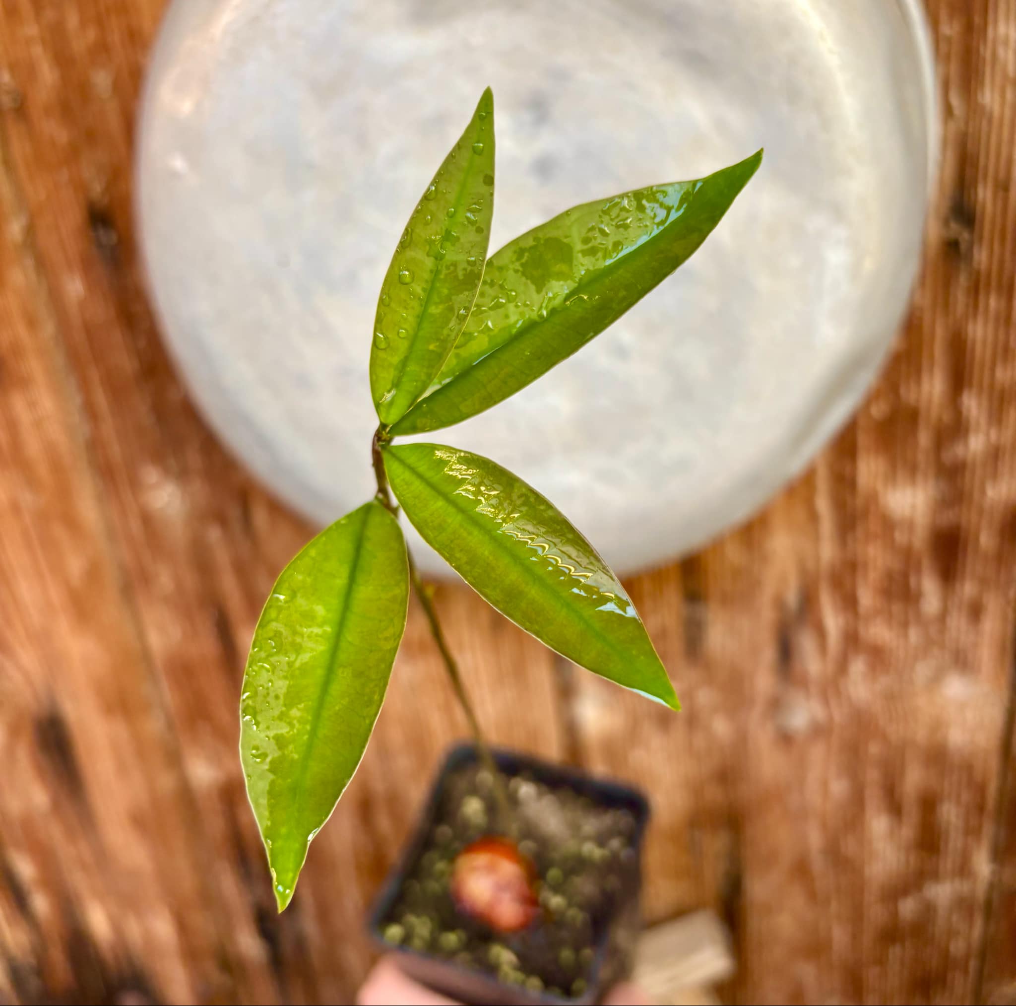 Eugenia sp BIG Maca-  1 small potted seedling / 1 kleiner, getopfter Sämling