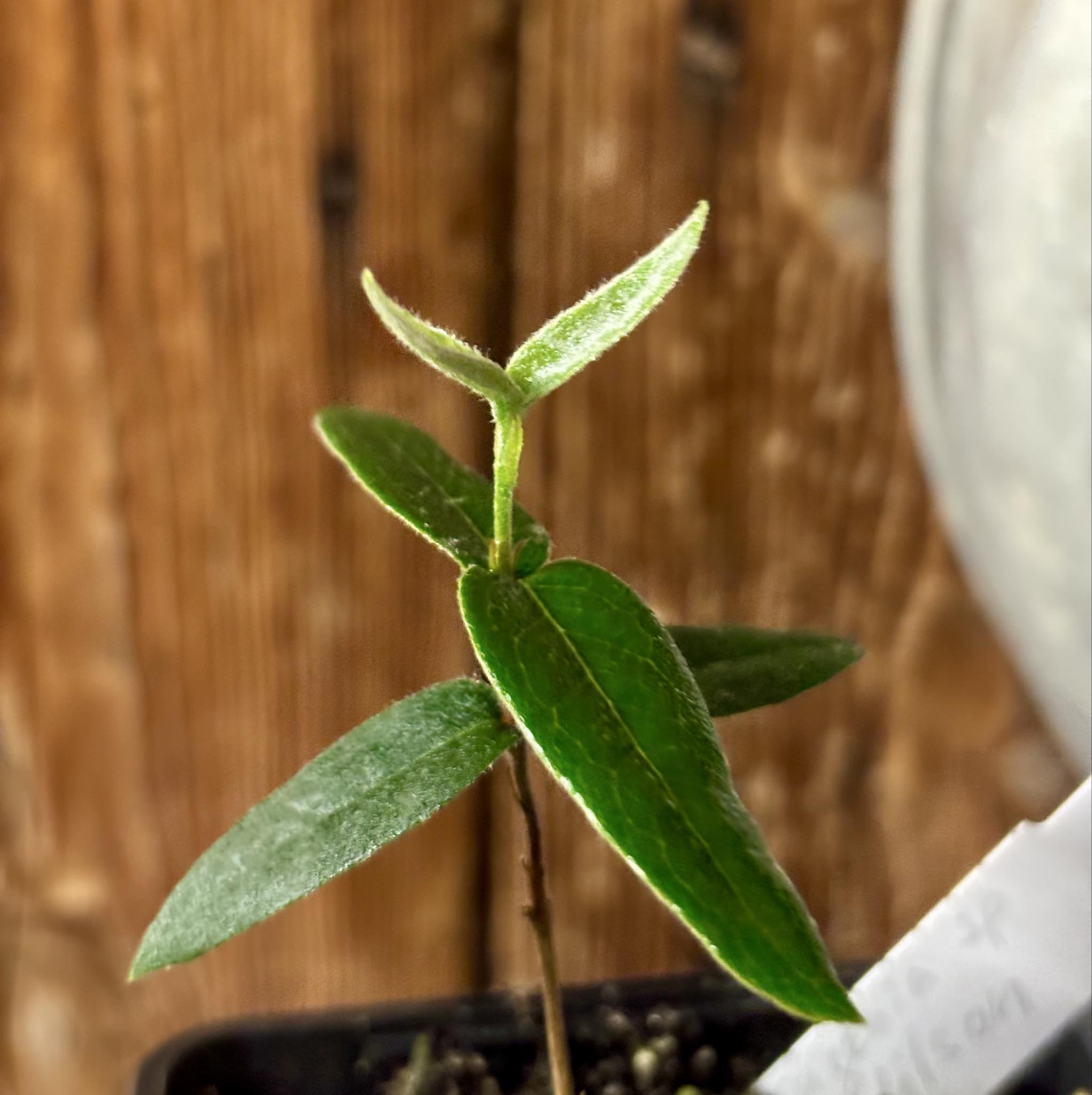Eugenia sp Bahia Adilson - 1 small potted seedling / 1 kleiner, getopfter Sämling