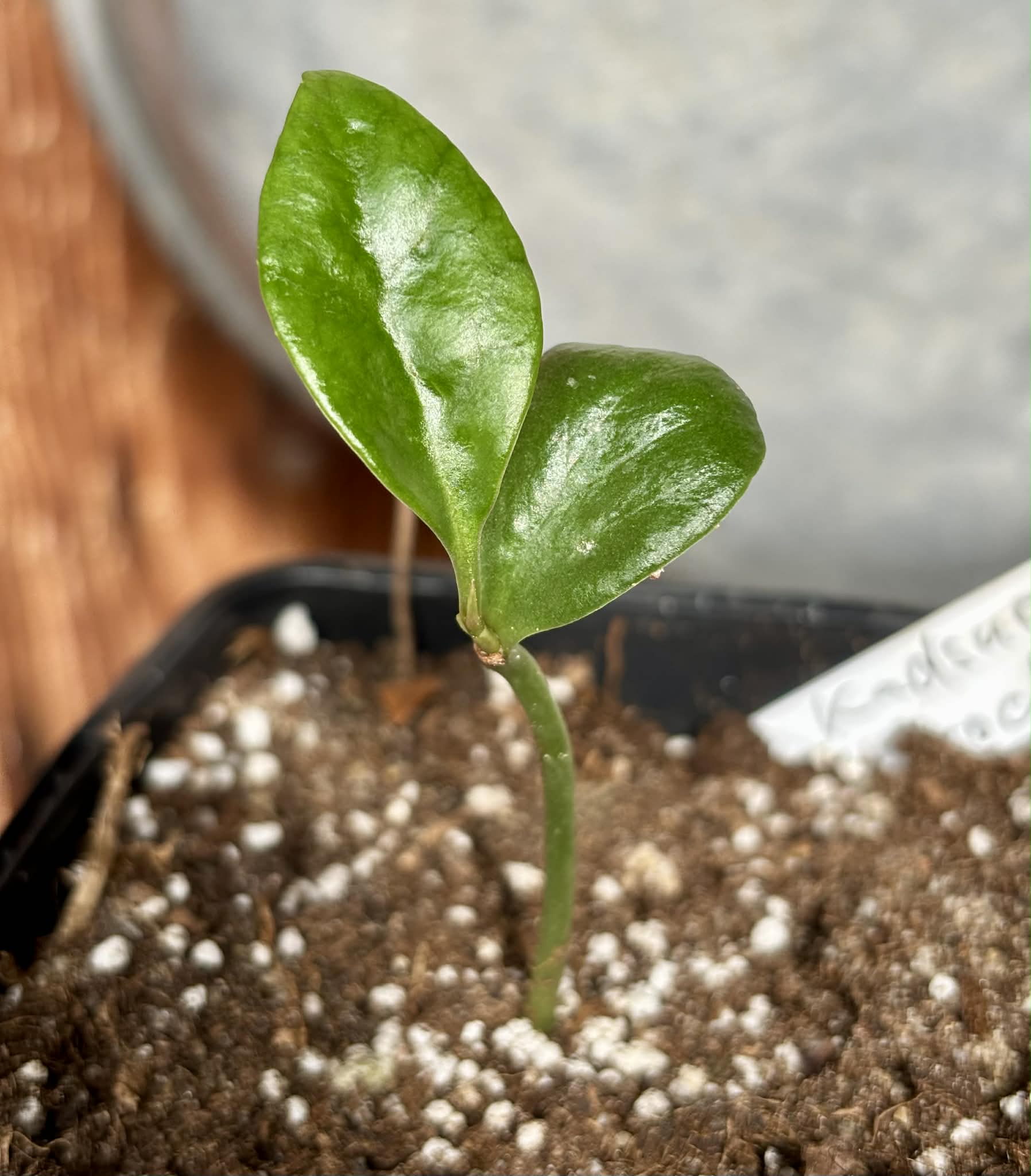 Kadsura heteroclita "Green" - 1 potted seedling / 1 getopfter Sämling