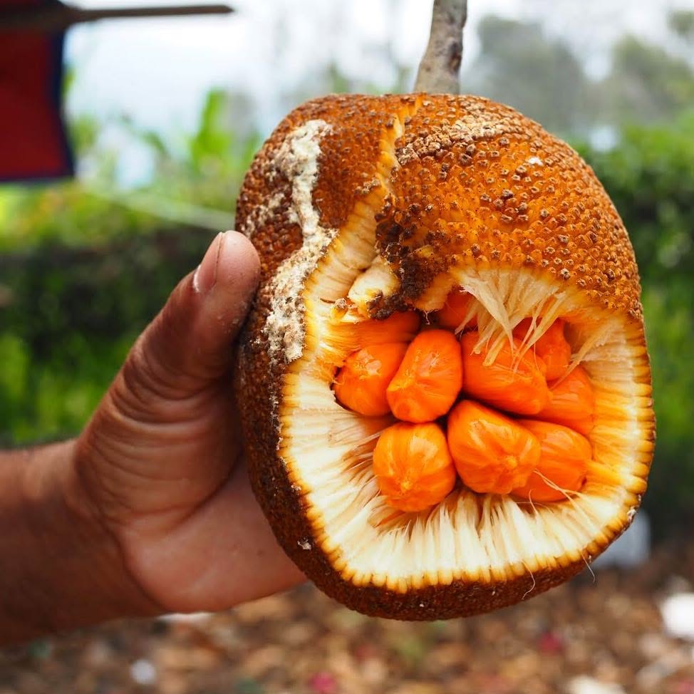 Pre Order - Keledang (Artocarpus lanceifolius) - 1 fresh seed / 1 frischer Samen
