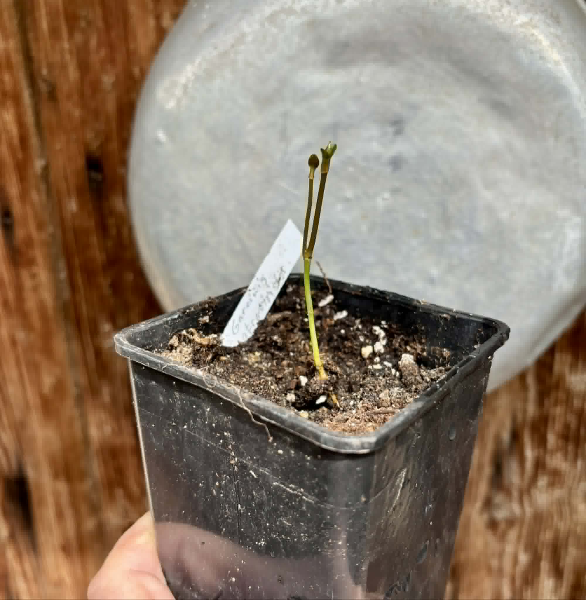 Garcinia atroviridis var ruby - 1 potted seedling / 1 getopfter Sämling