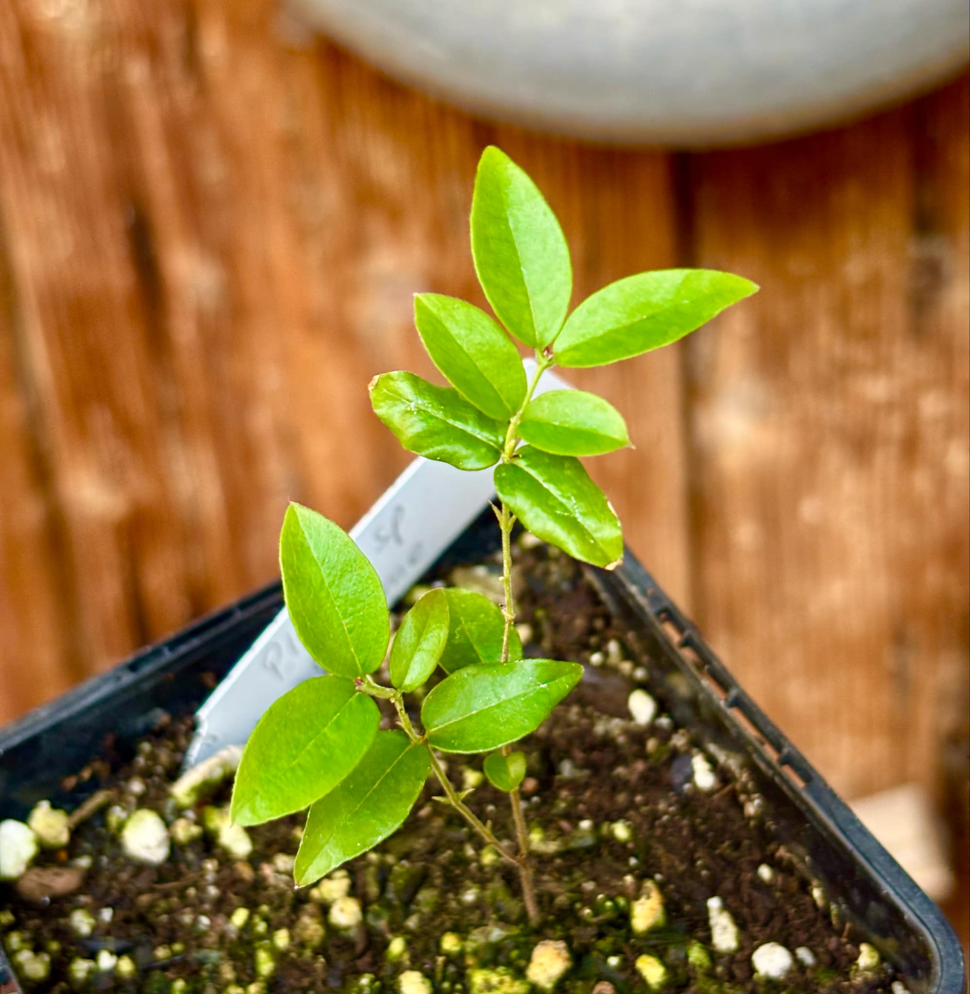 Jaboticaba - Plinia sp Esarme -  1 small potted seedling / 1 kleiner, getopfter Sämling
