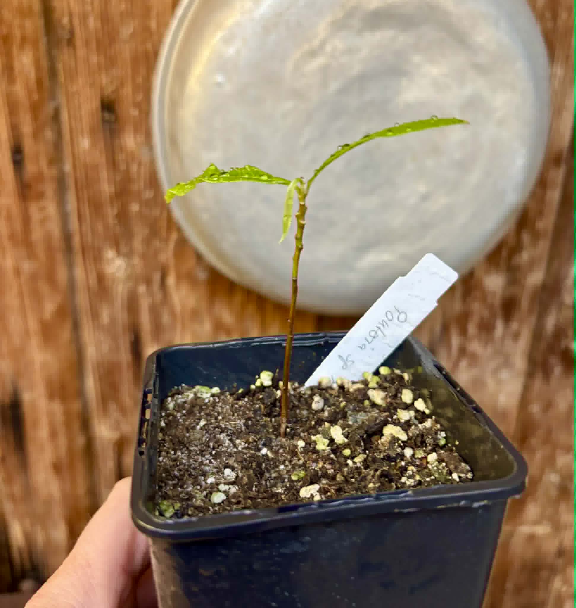 Pouteria sp Ajara - 1 potted plant / 1 getopfte Pflanze